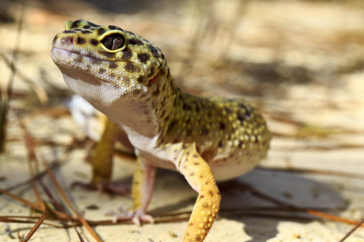 Leopard Gecko On Wild Background