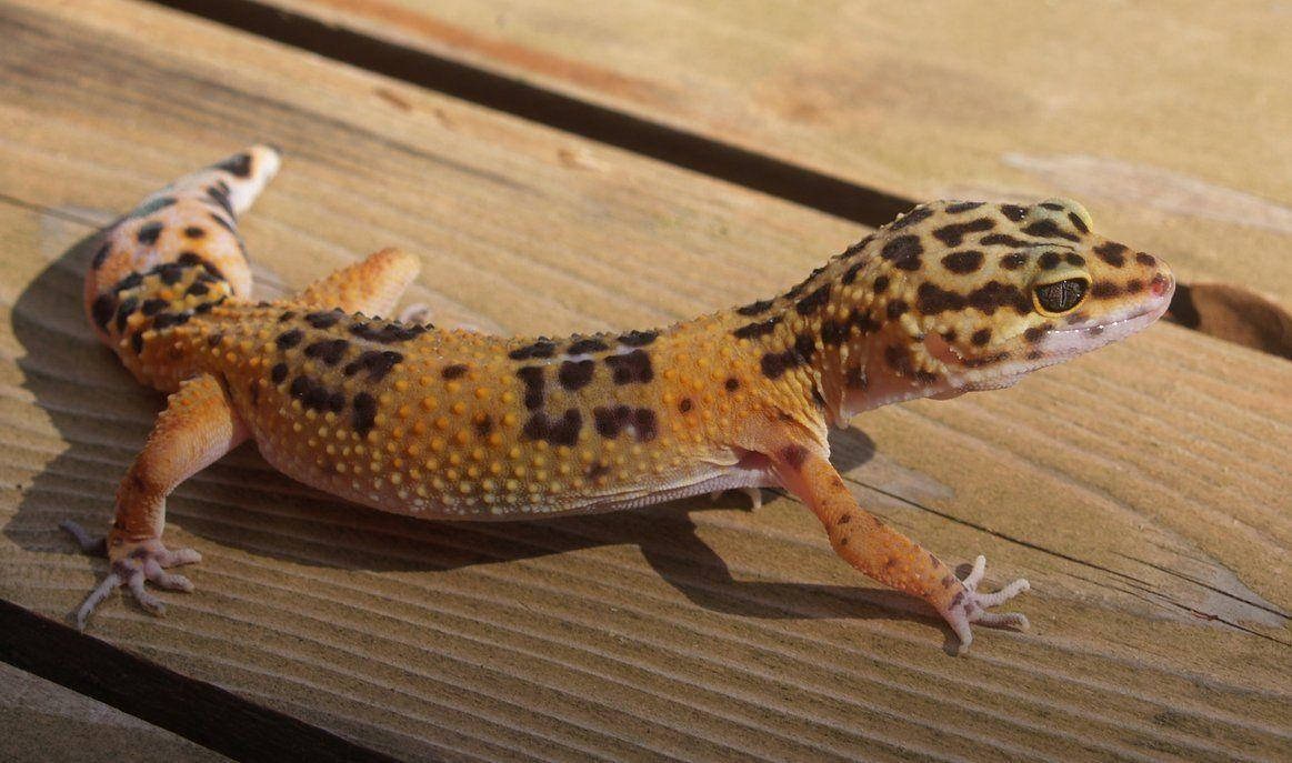 Leopard Gecko On Wooden Table Background