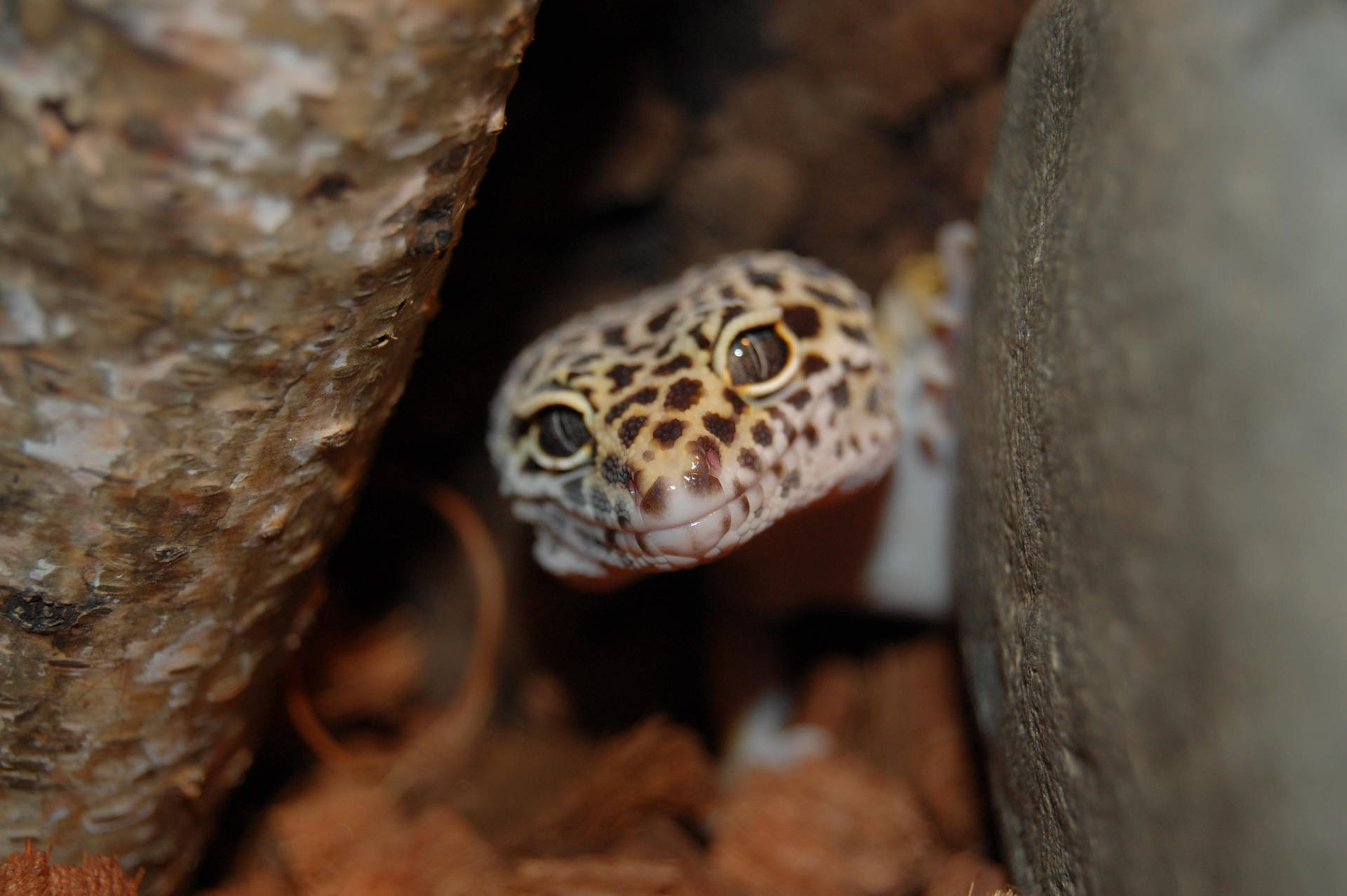 Leopard Gecko Peeks Outside Background