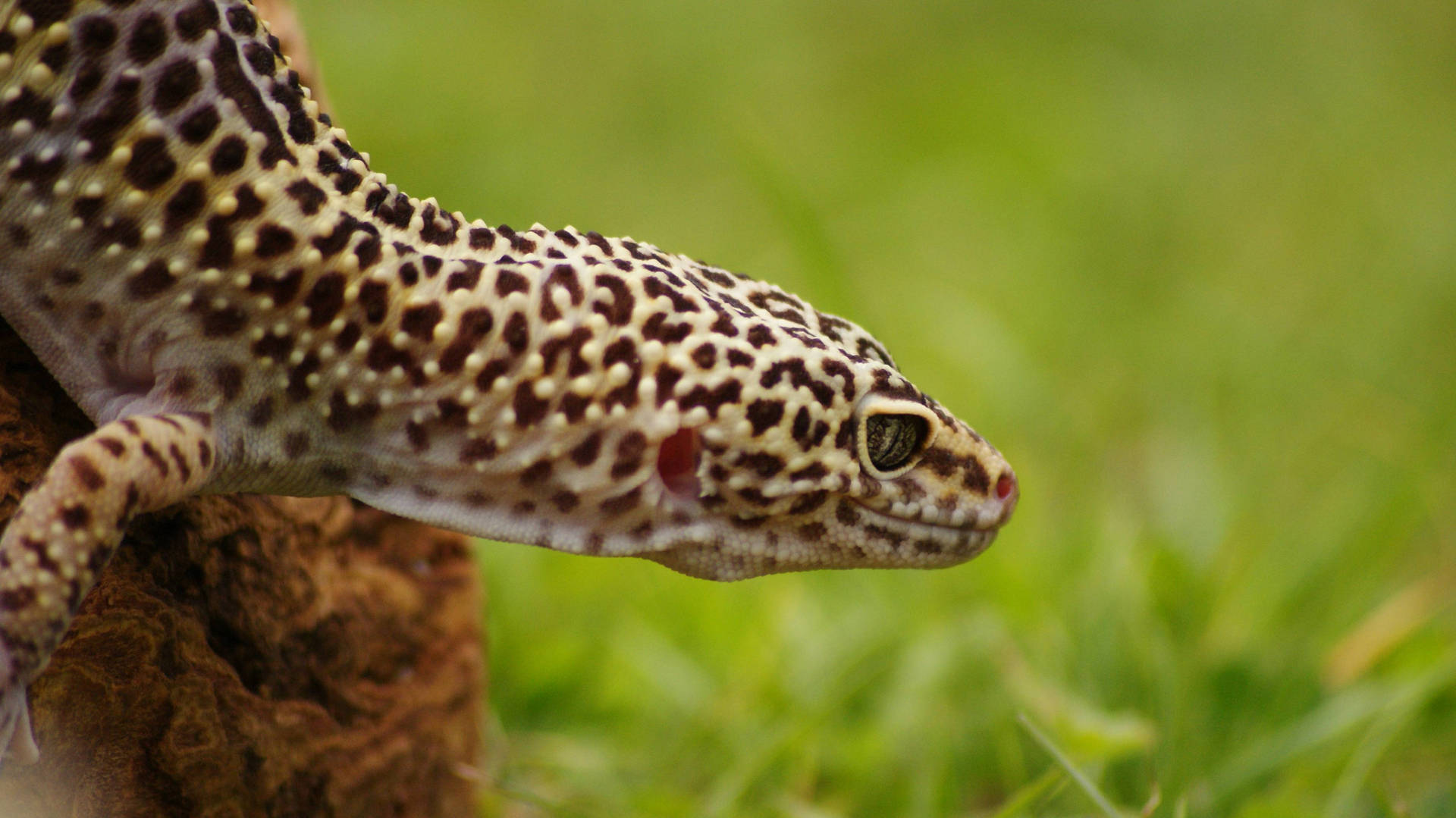 Leopard Gecko Ready To Jump Background