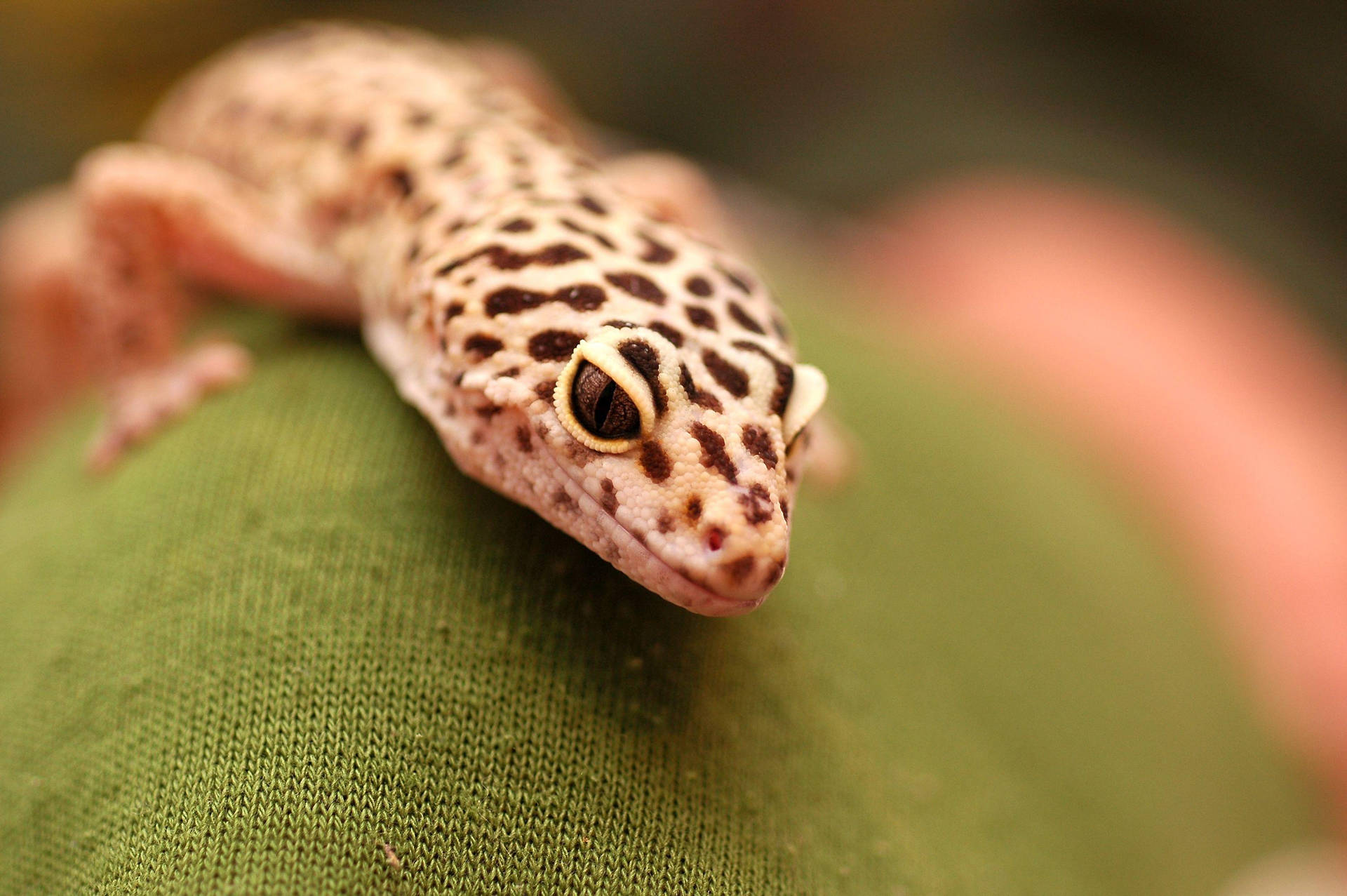 Leopard Gecko Rest And Smile Background