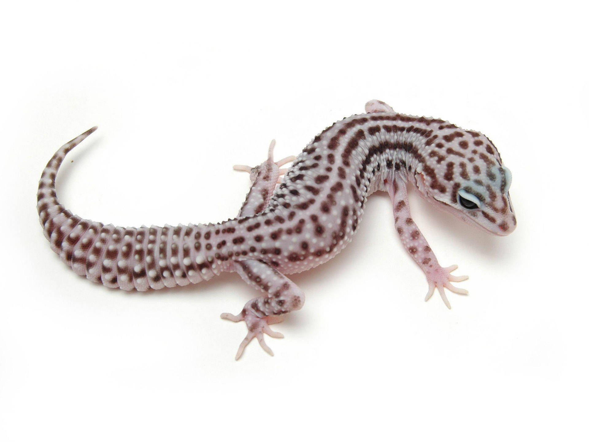 Leopard Gecko S Body Position Background