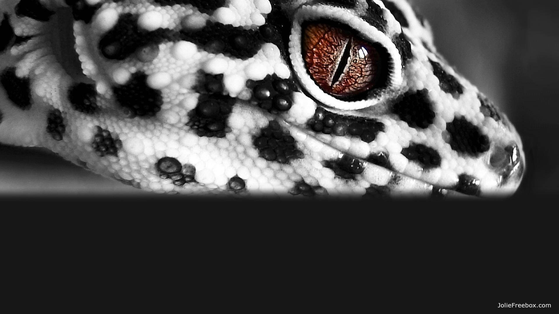 Leopard Gecko Side Eye Background