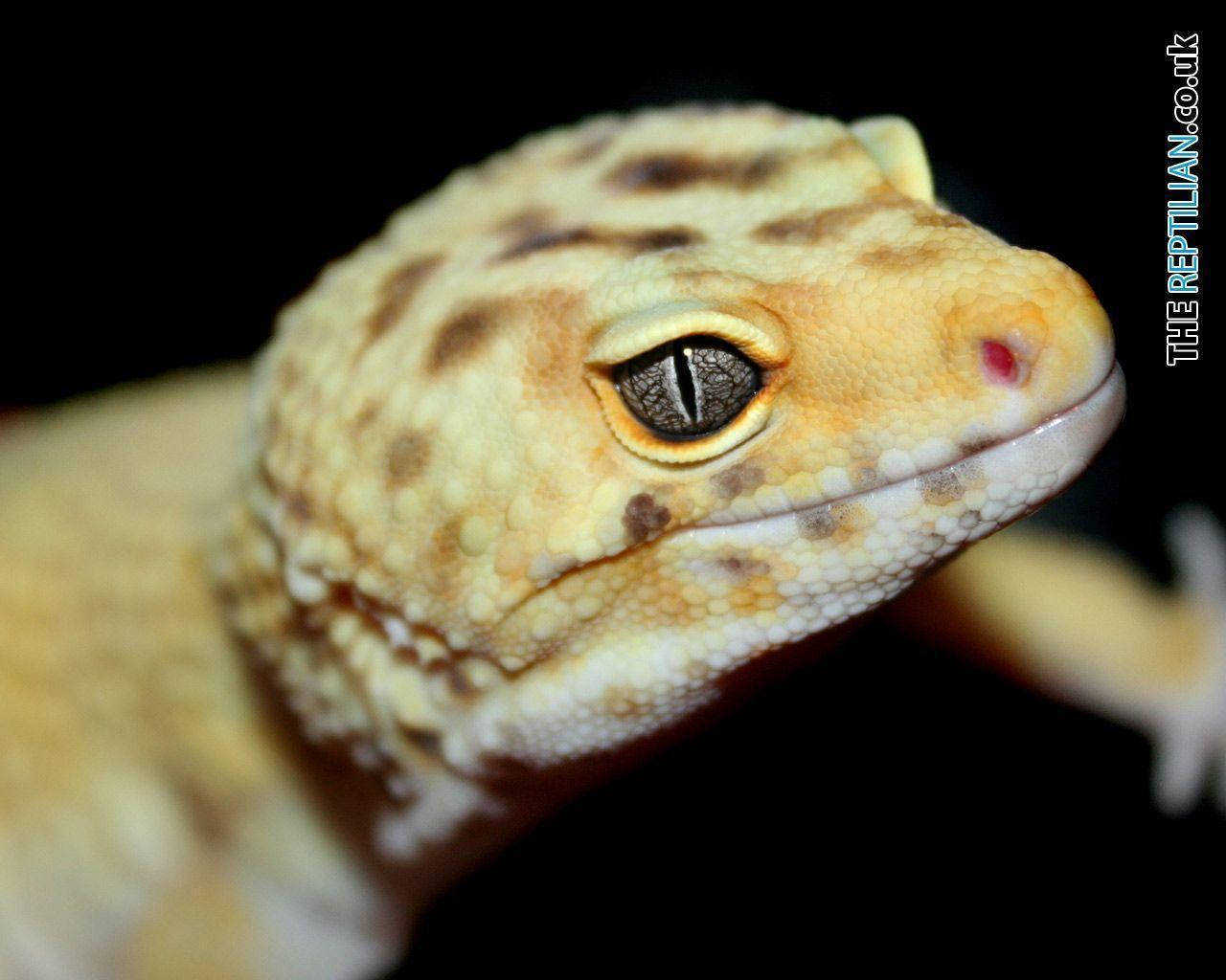 Leopard Gecko Side Face View Background