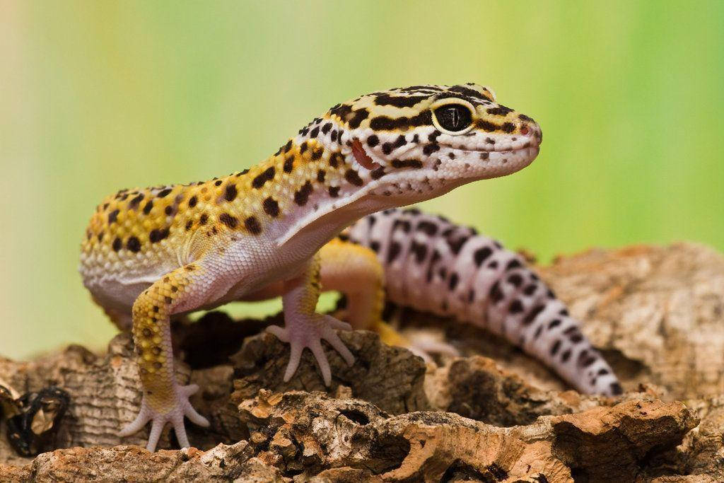 Leopard Gecko Stretches On Stone Background