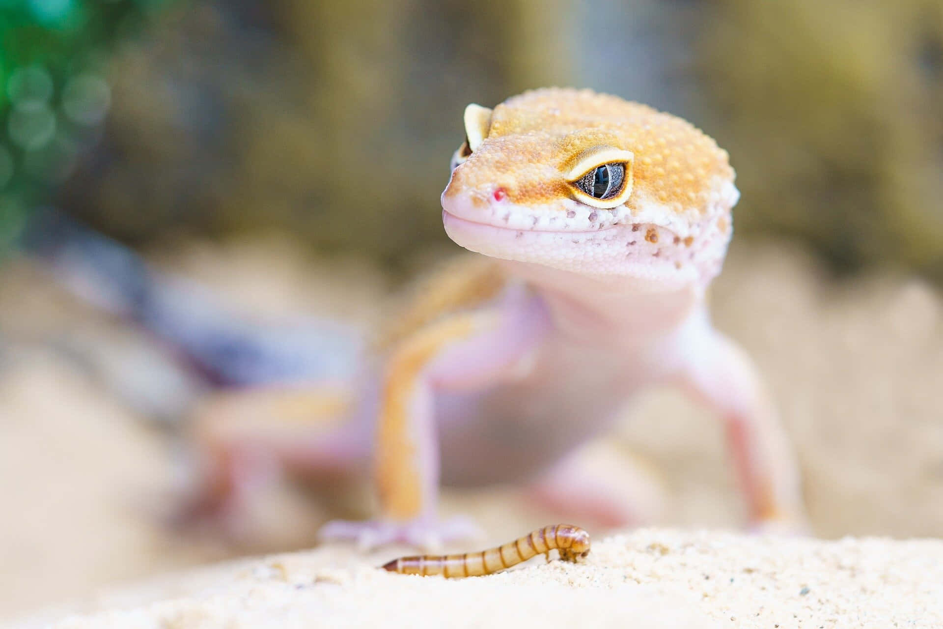 Leopard Geckoand Mealworm.jpg Background