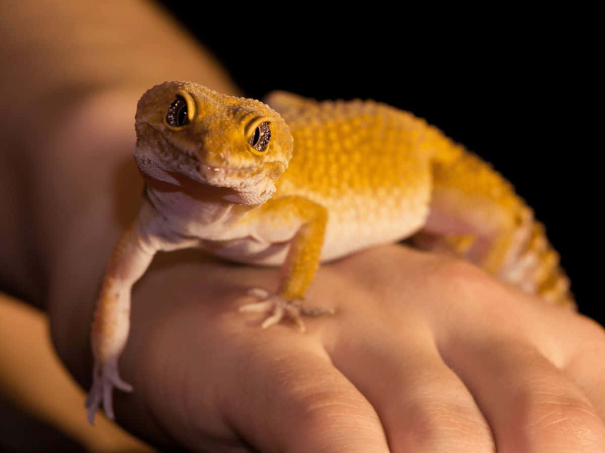 Leopard Geckoon Hand Background