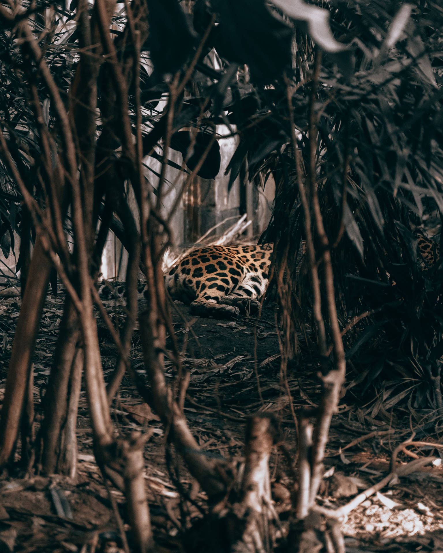 Leopard In A Jungle Background