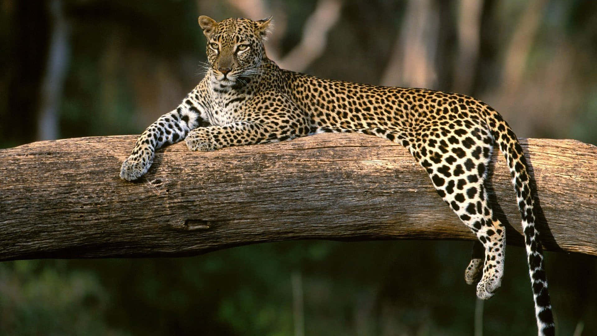 Leopard In Africa Hd Background