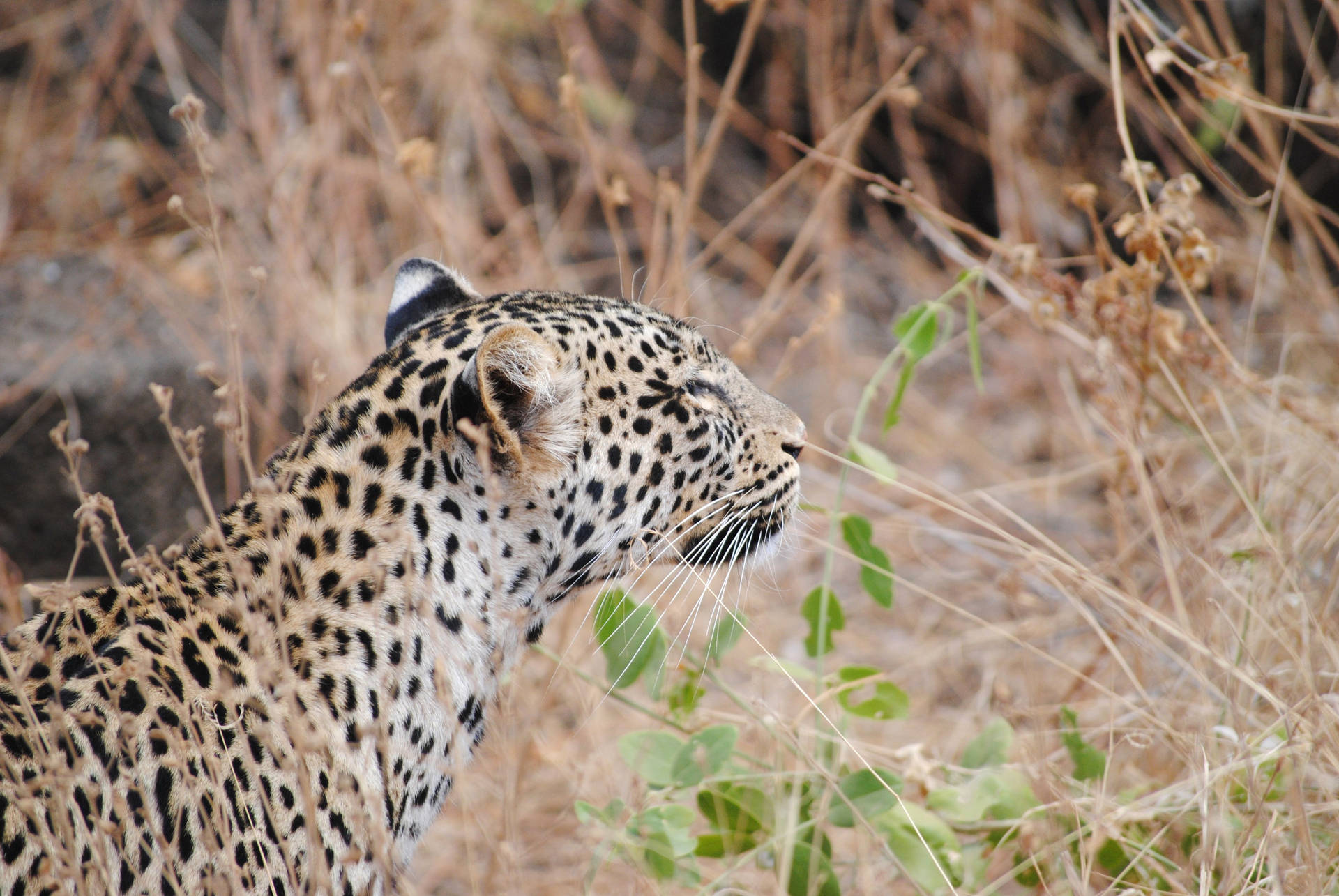Leopard In Grassland Savannah Background