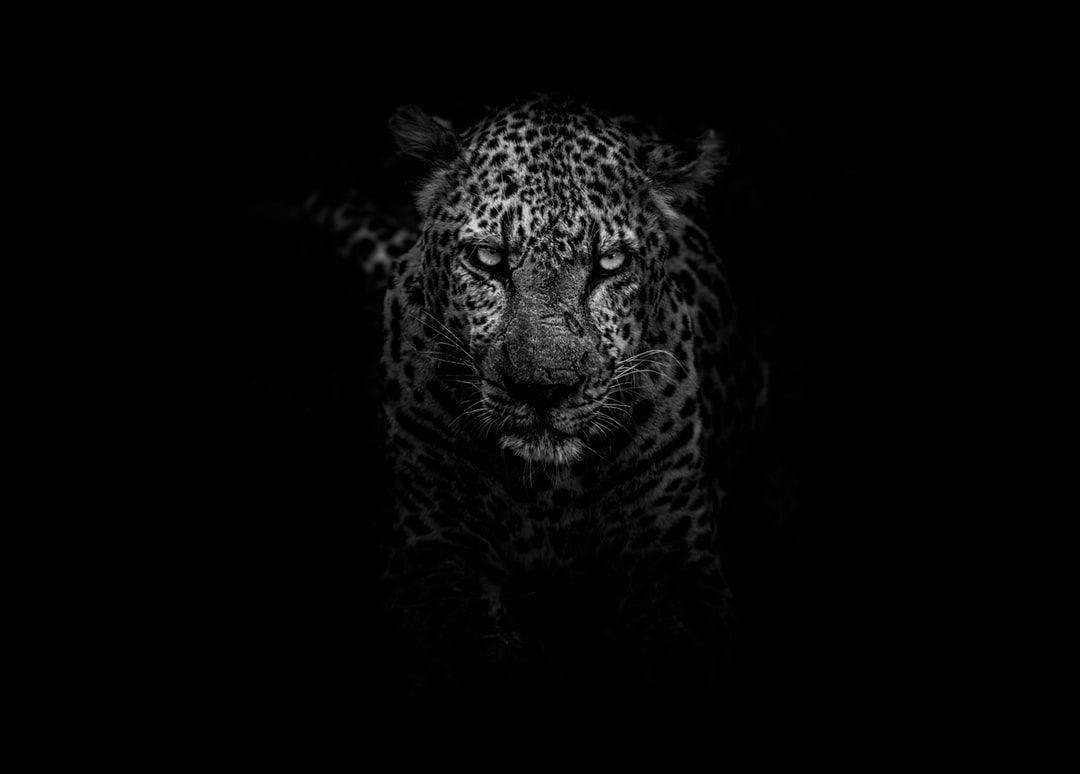 Leopard In Pitch Black