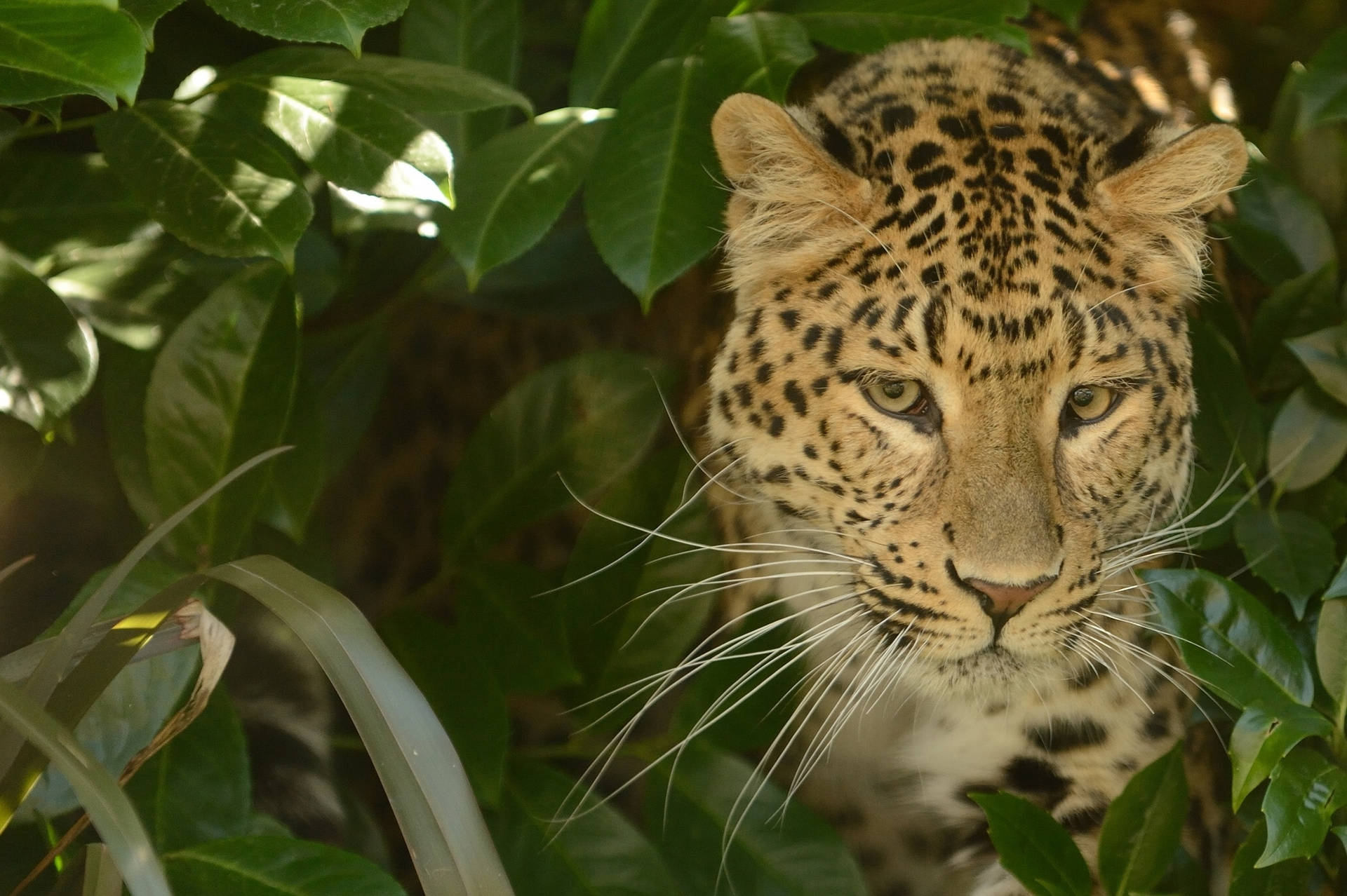 Leopard In The Jungle Background