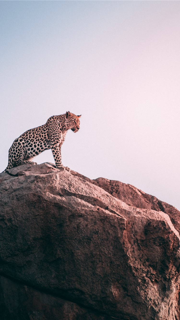 Leopard On A Rock Africa Iphone Background
