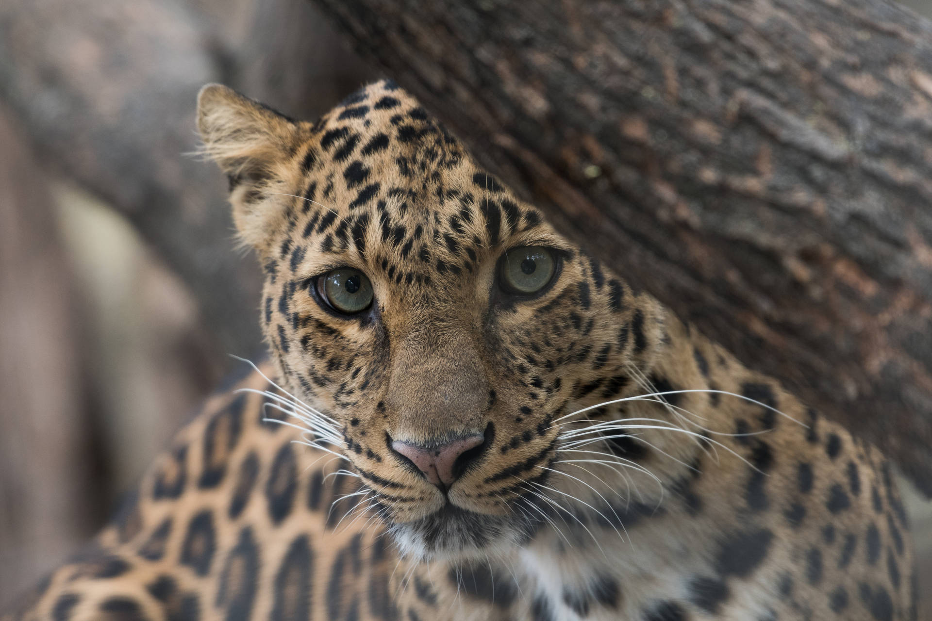 Leopard Peering Awesome Animal Background