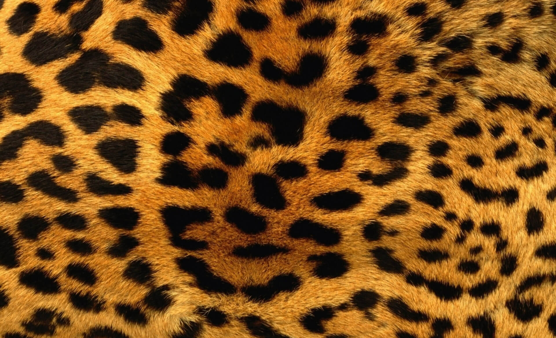 Leopard Print Smooth Fur Background