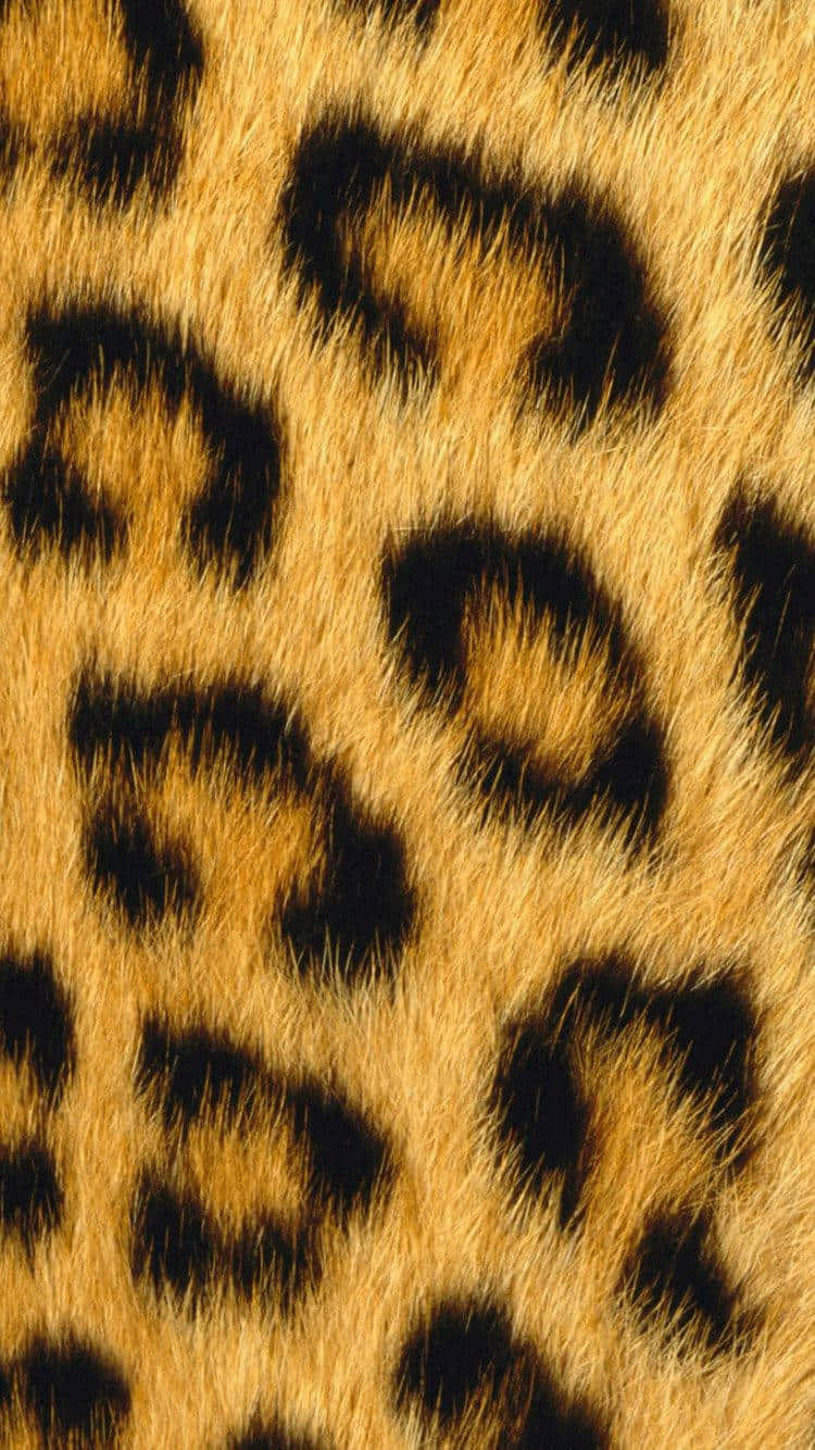 Leopard Print Texture - Stock Photo Background