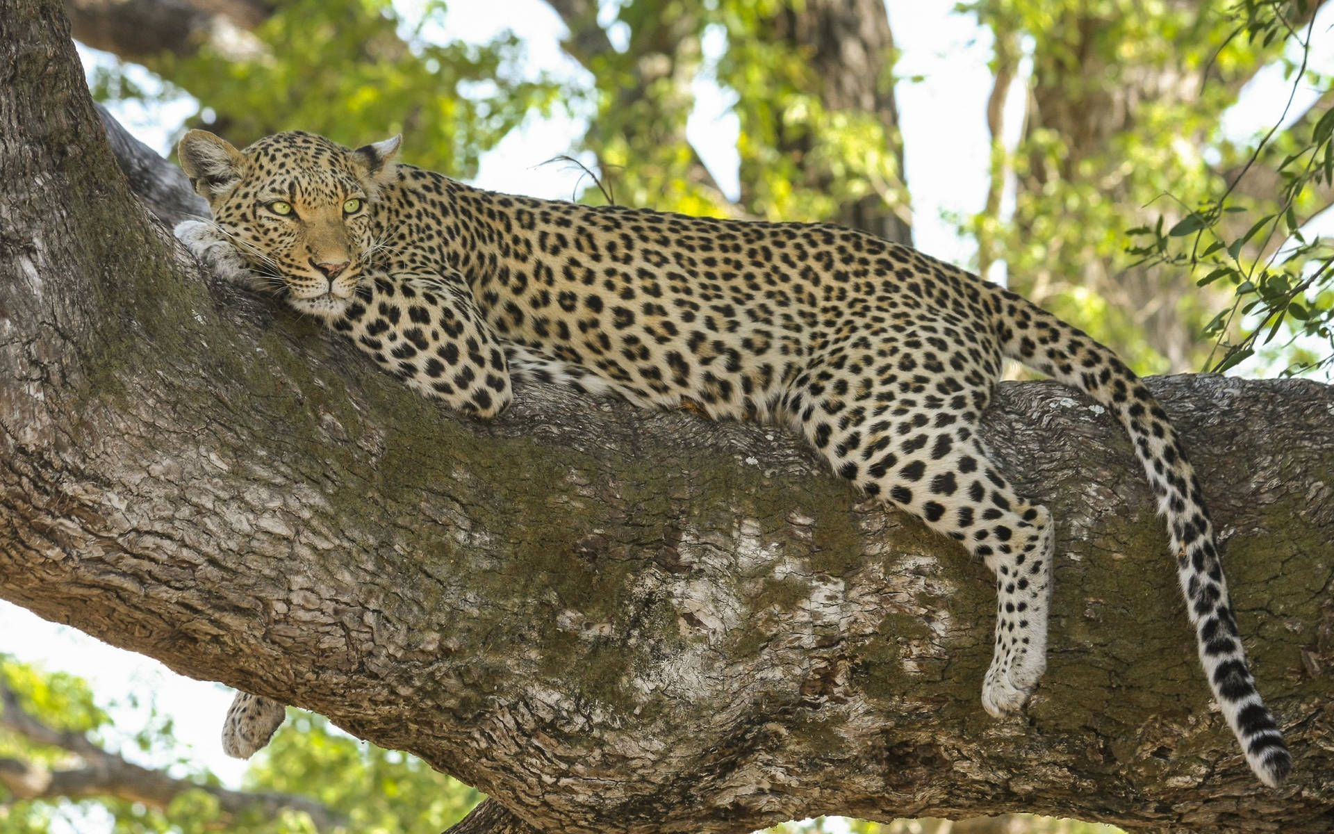 Leopard Relaxing On A Tree Branch Background