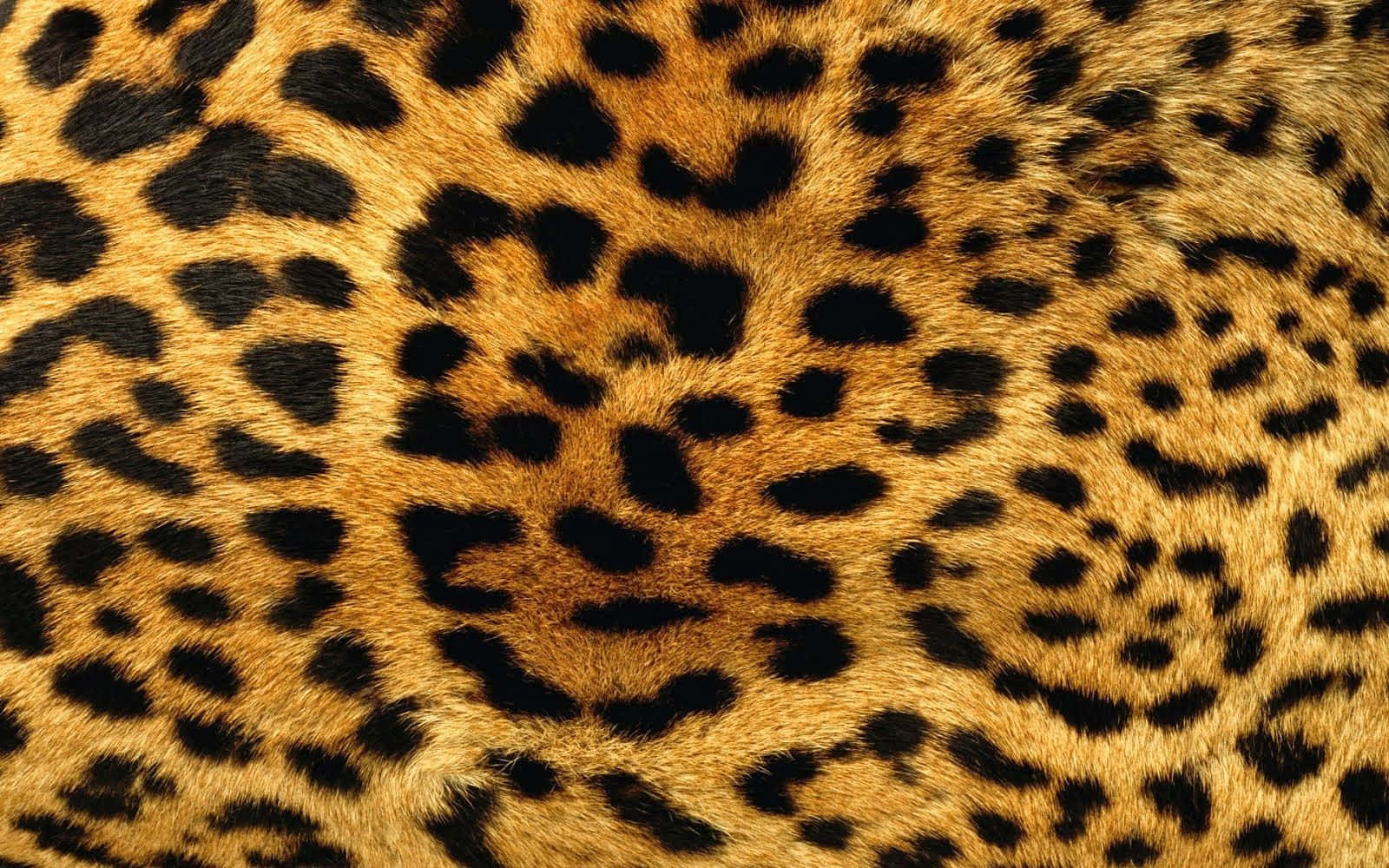 Leopard Skin Texture — Stock Photo Background