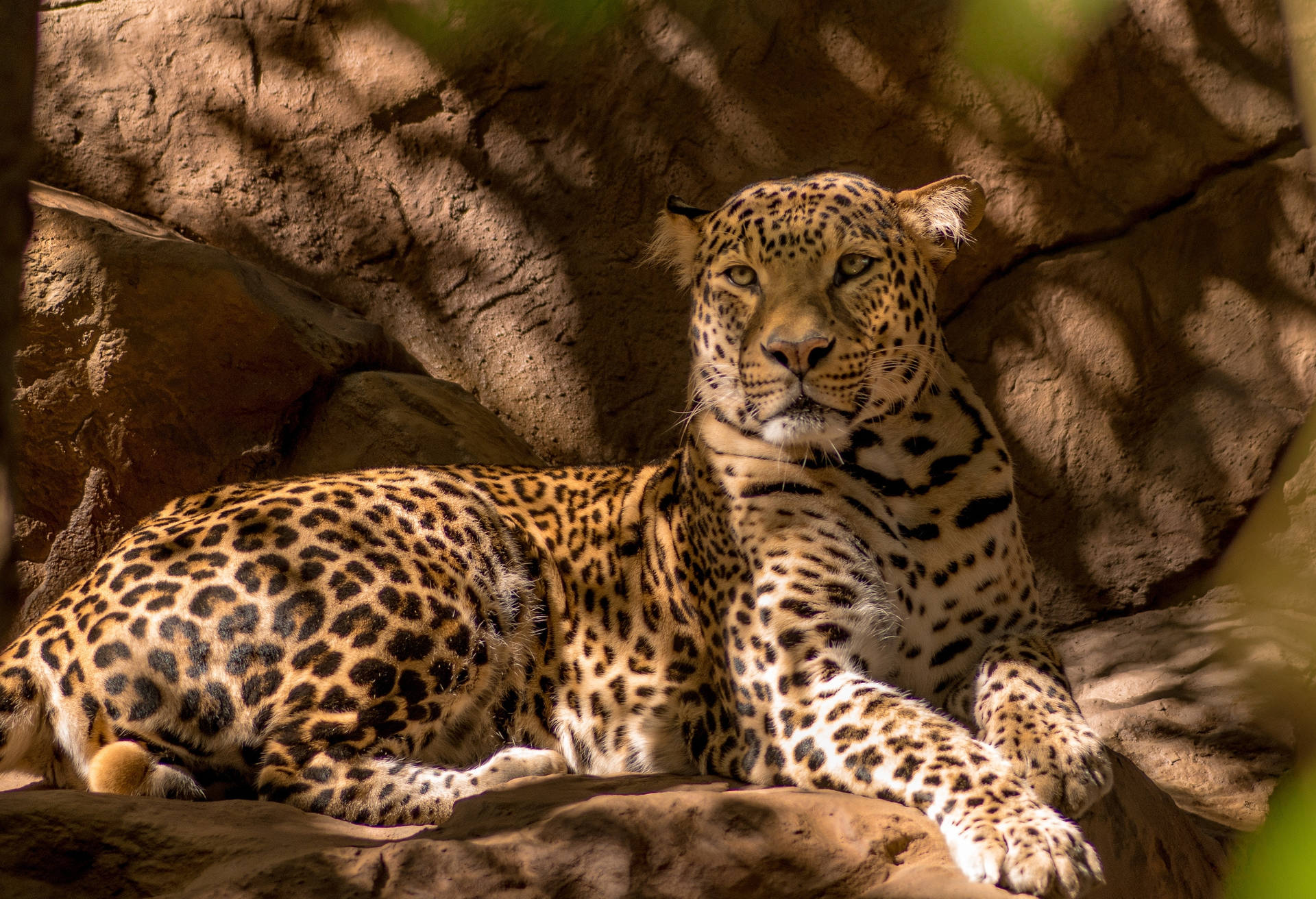 Leopard Under The Shade Hd Background