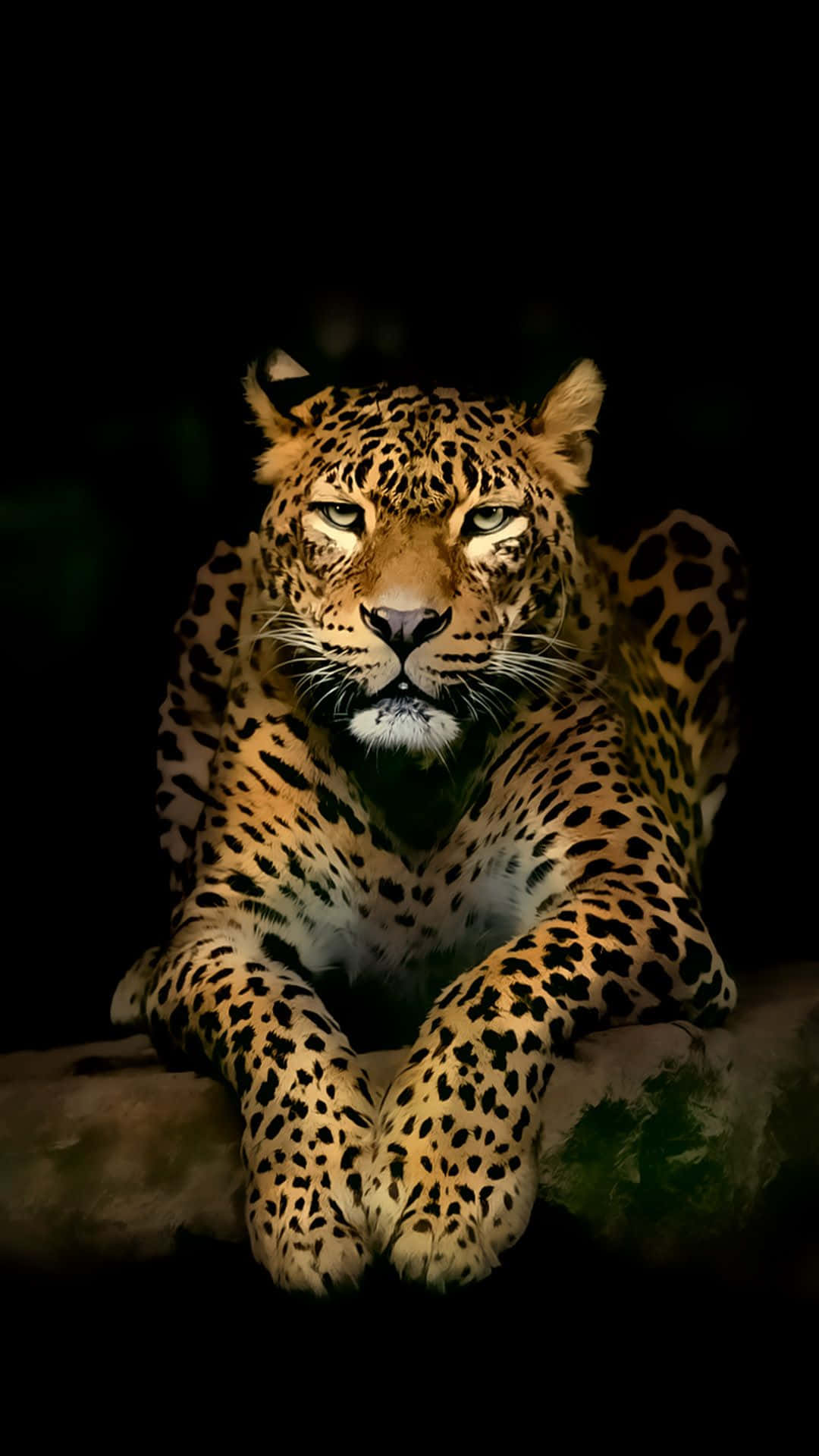 Leopard With A Serious Expression Background