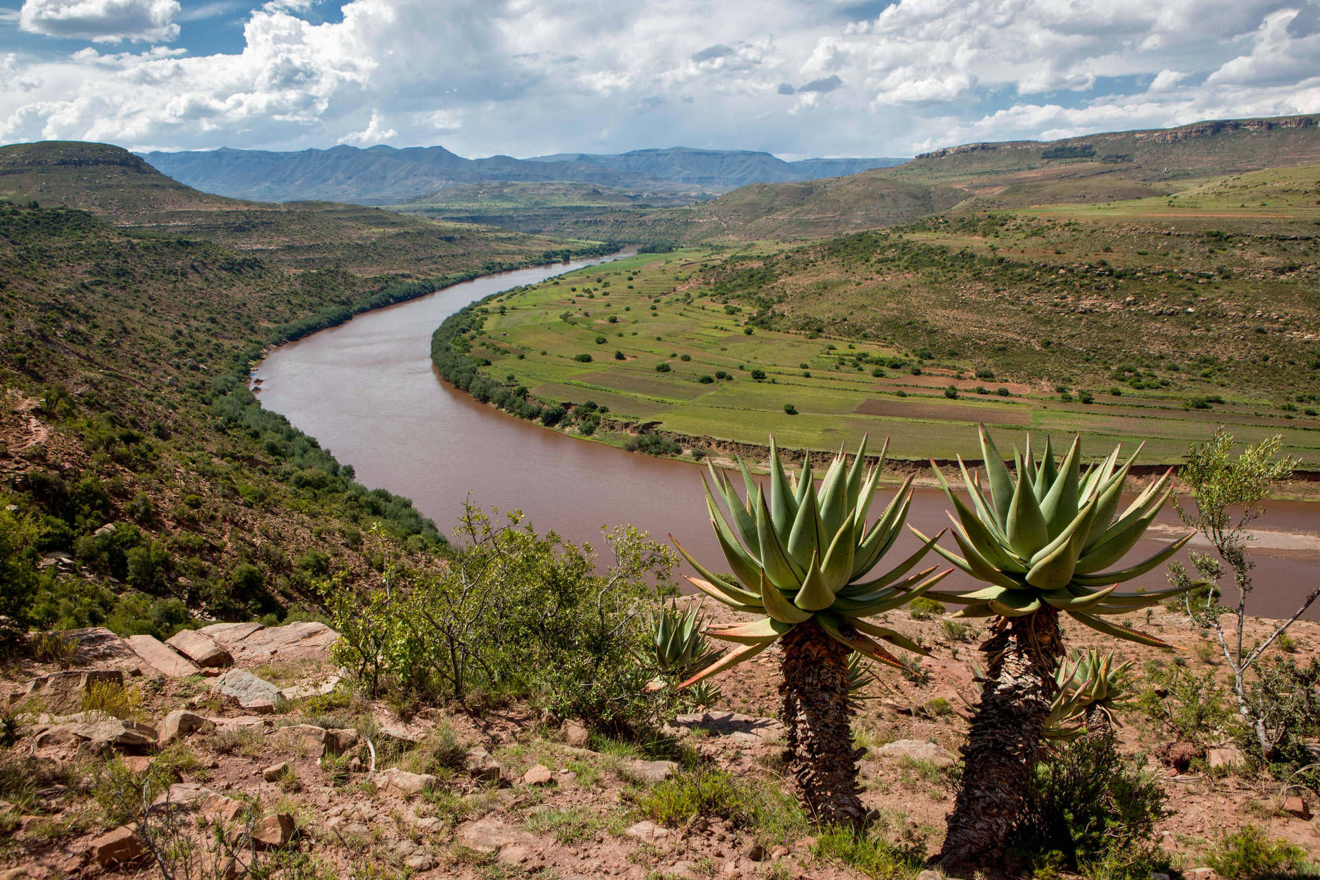 Lesotho River Plants Background