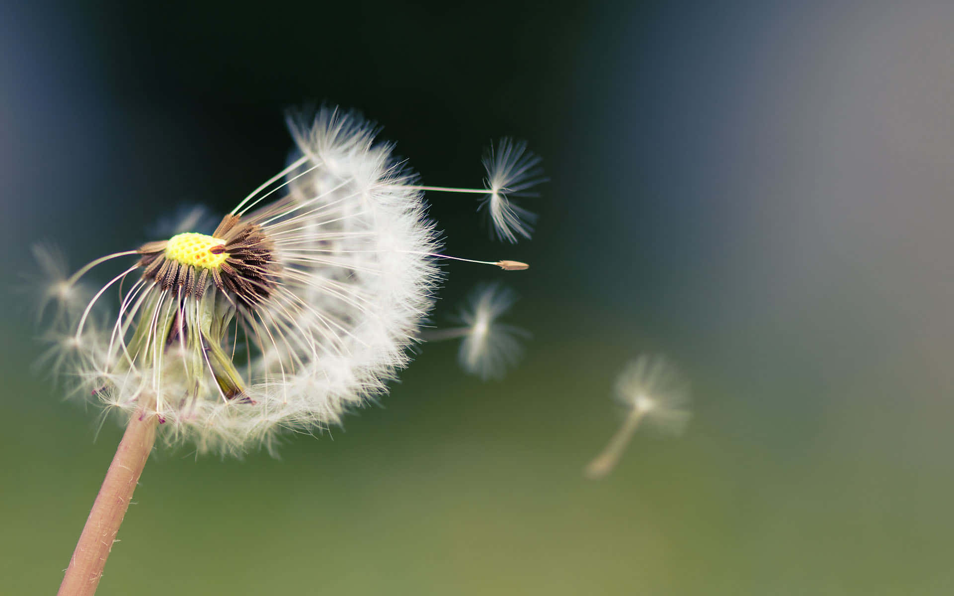 Let Go Dandelion Background