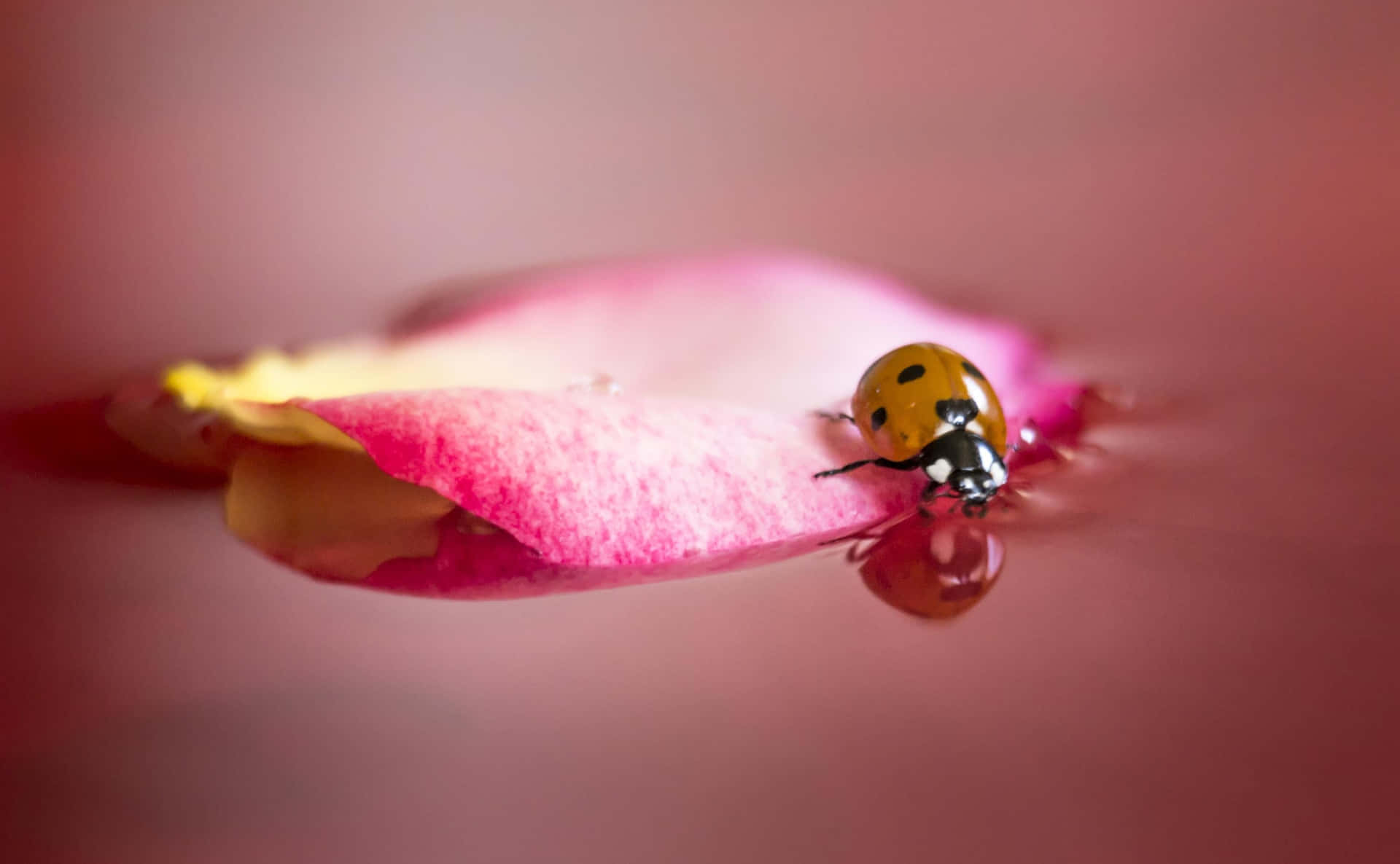 Let Ladybugs Swirl Around You Background