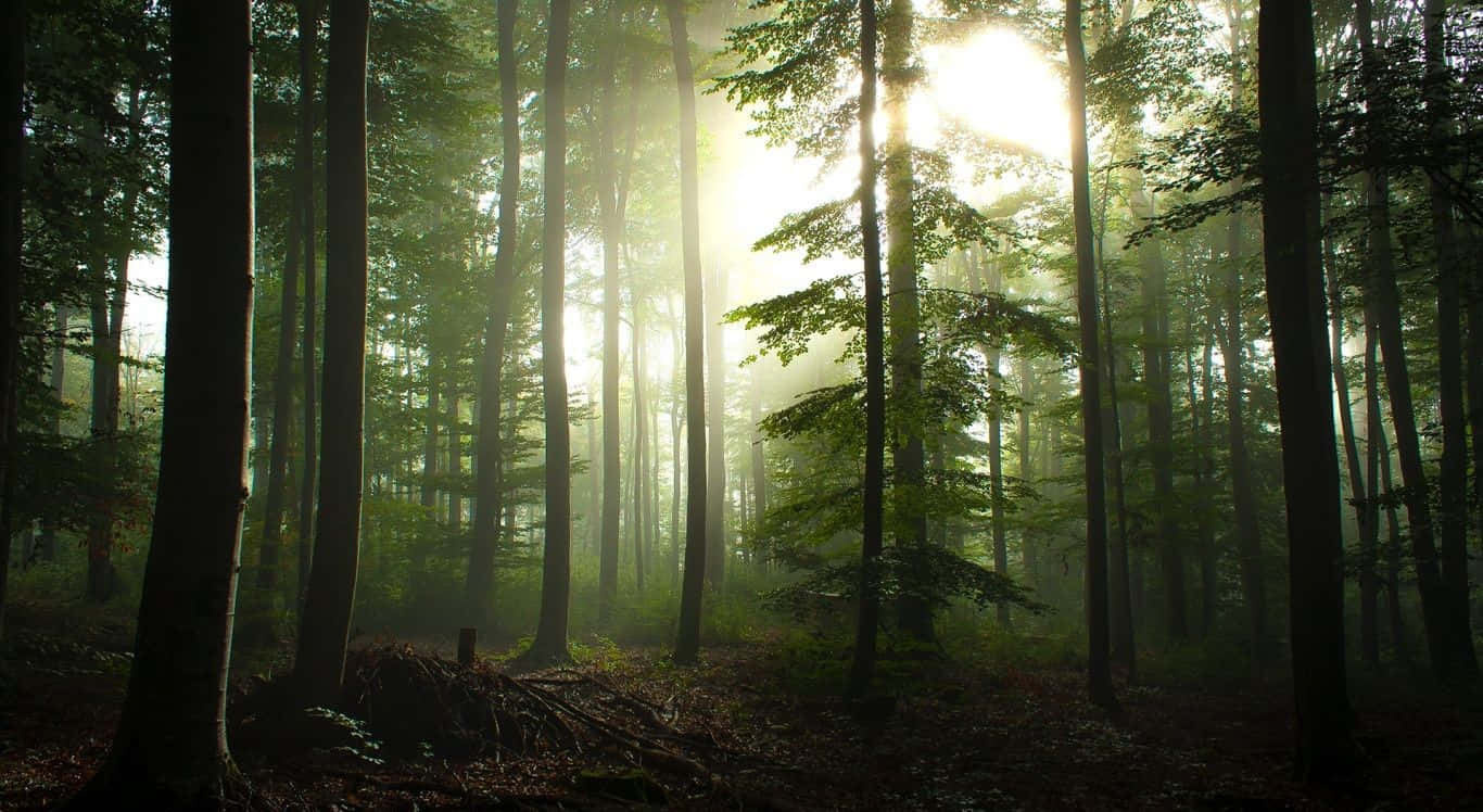 Let Nature Be Your Technology - Forest Desktop Background