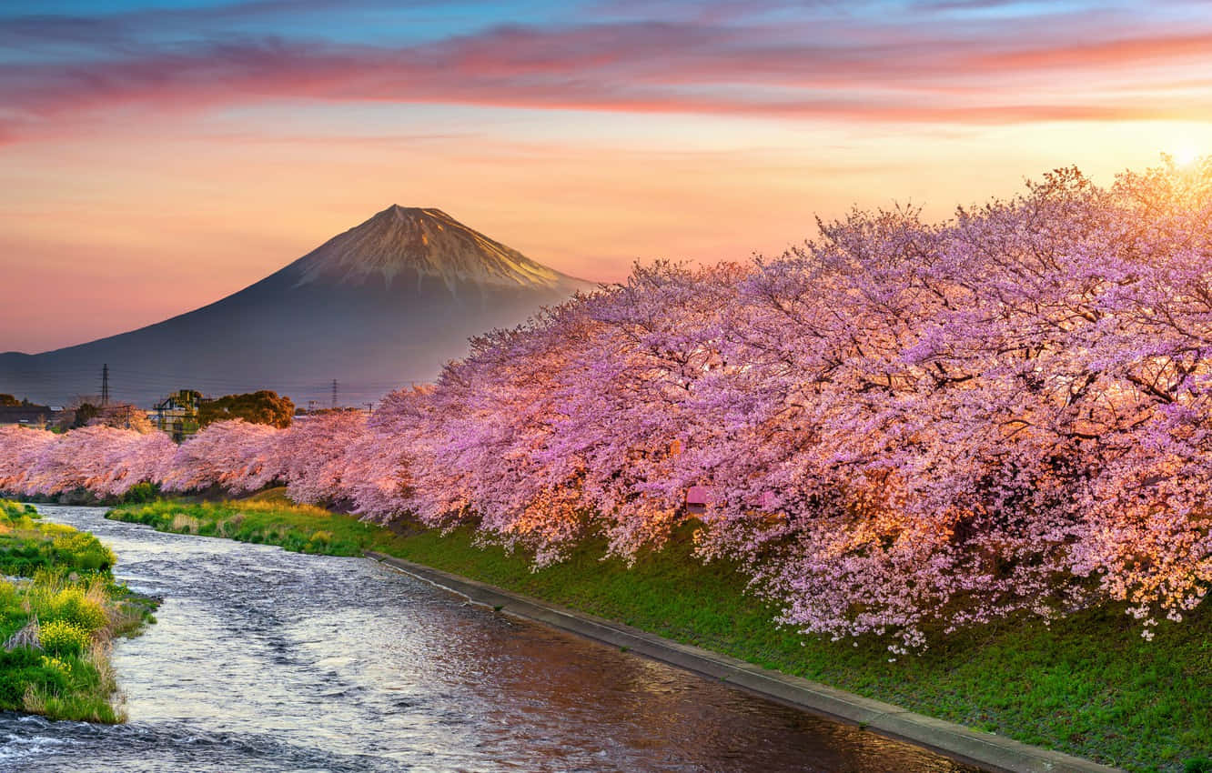Let The Beauty Of Sakura Pc Take Center Stage. Background