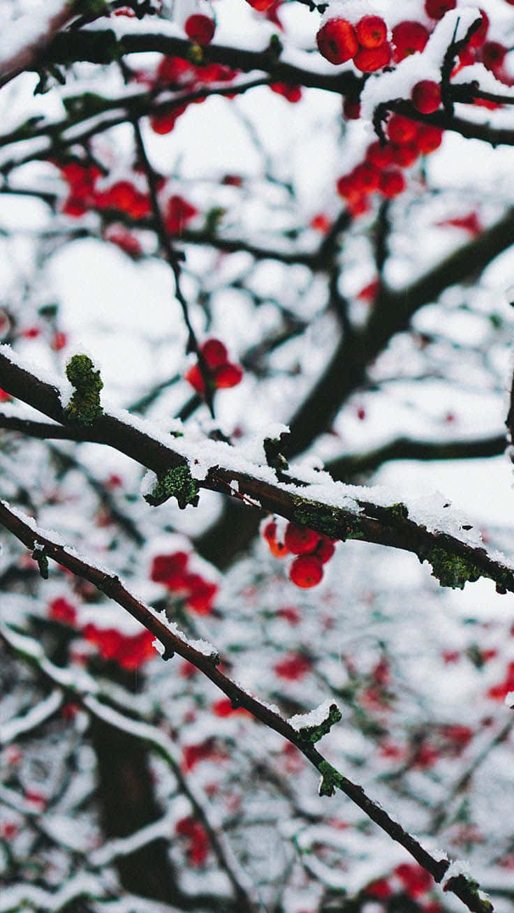 Let The Christmas Cheer Fill Your Heart Amid A Winter Wonderland. Background