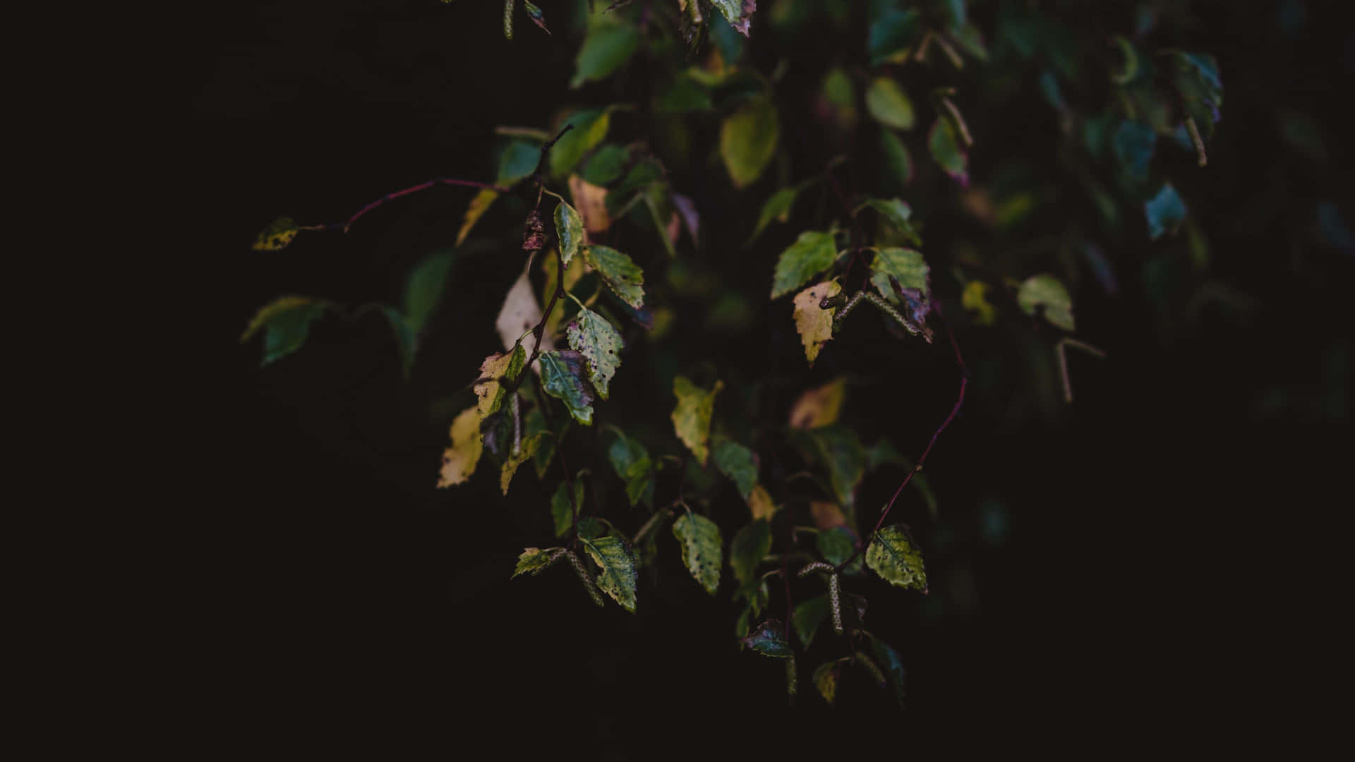 Let The Dark Autumn Chill Set In.