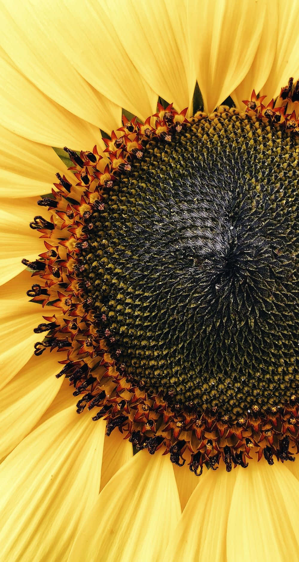 Let This Sunflower Wallpaper Turn Your Day From Dull To Sunny! Background