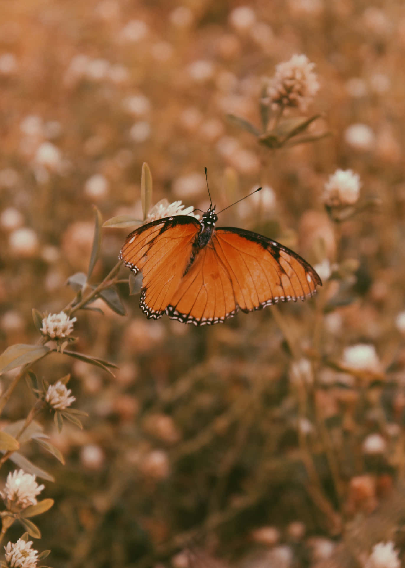 Let Your Beautiful Wings Take You Everywhere. Background