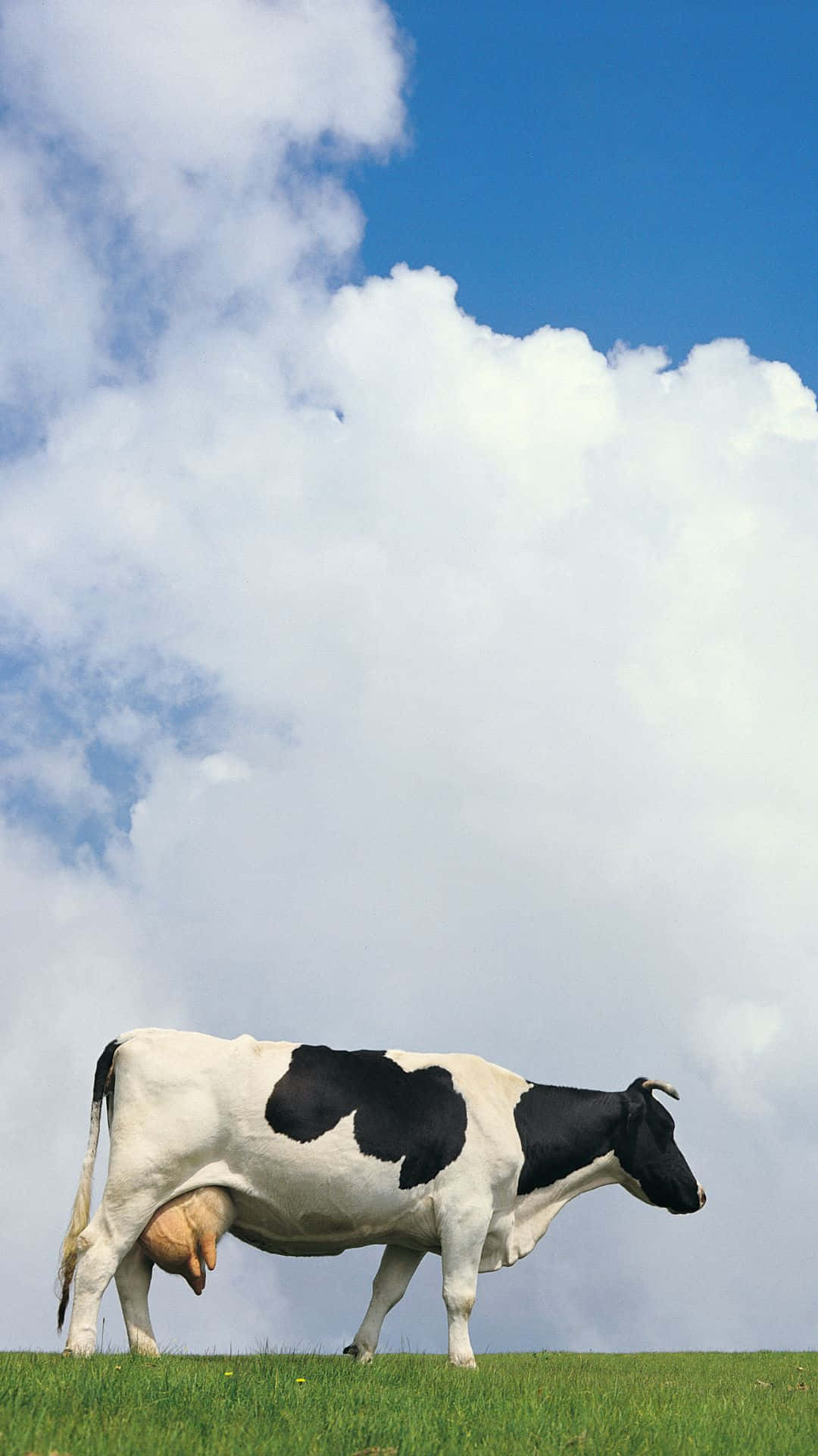 Let Your Inner Cow Shine. Background