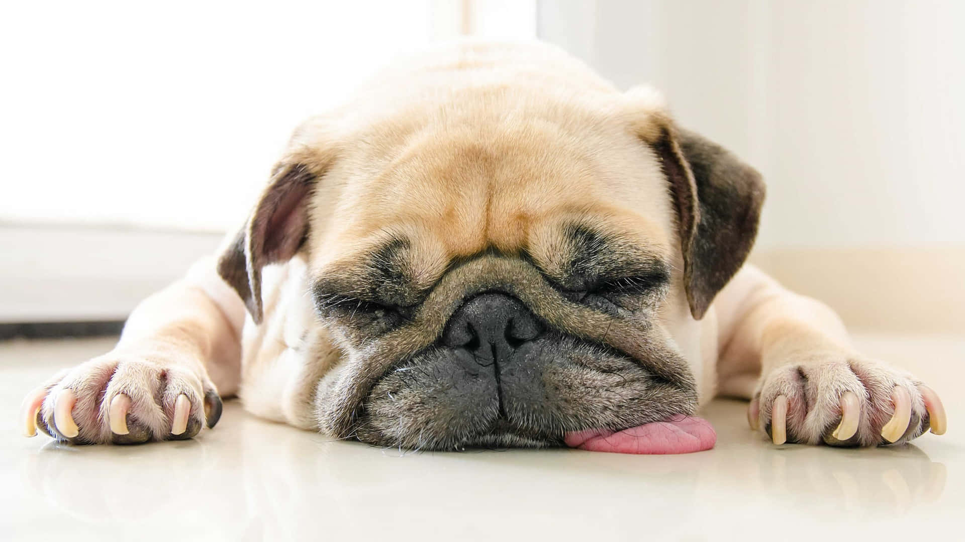 Lethargic Drooling Pug Background