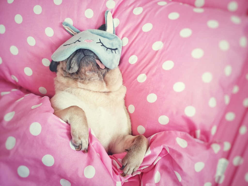 Lethargic Pug With Eye Mask Background