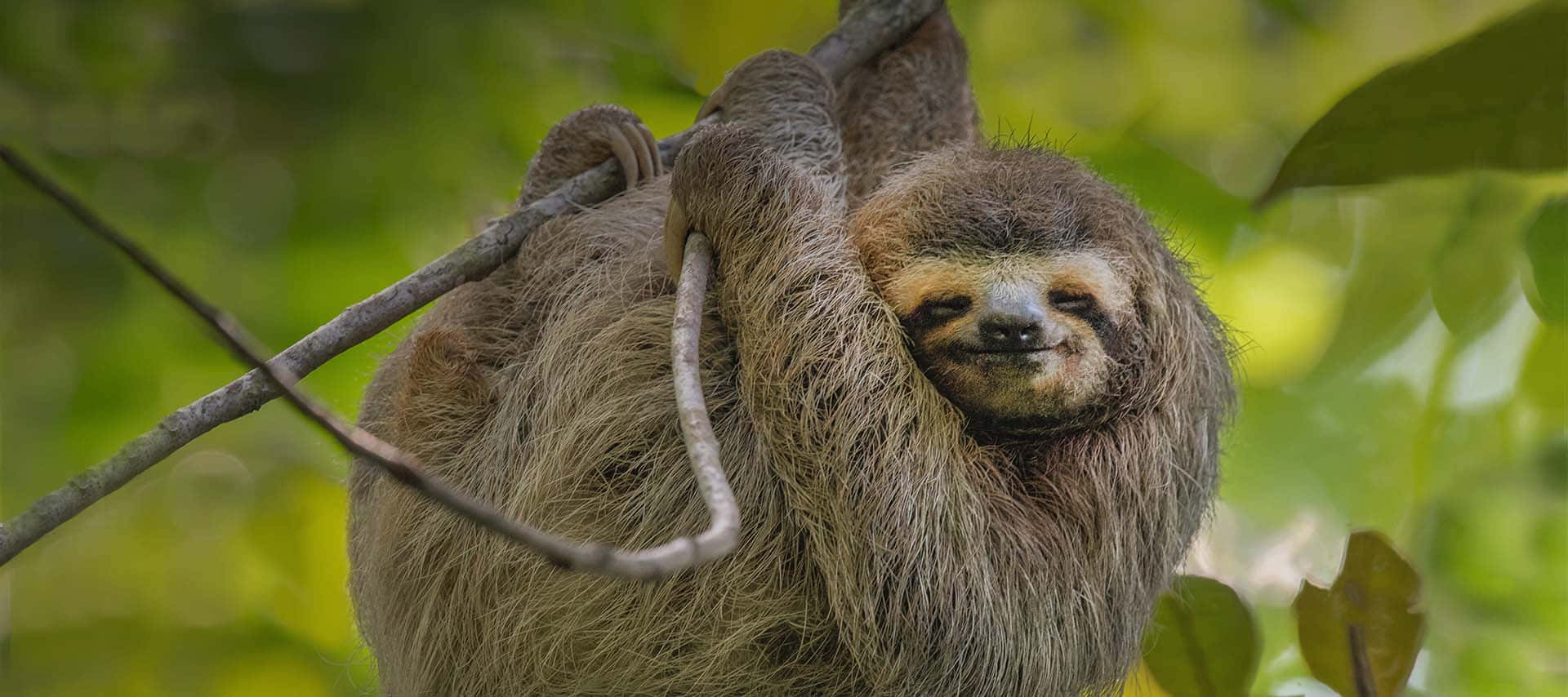 Lethargic Sloth Background