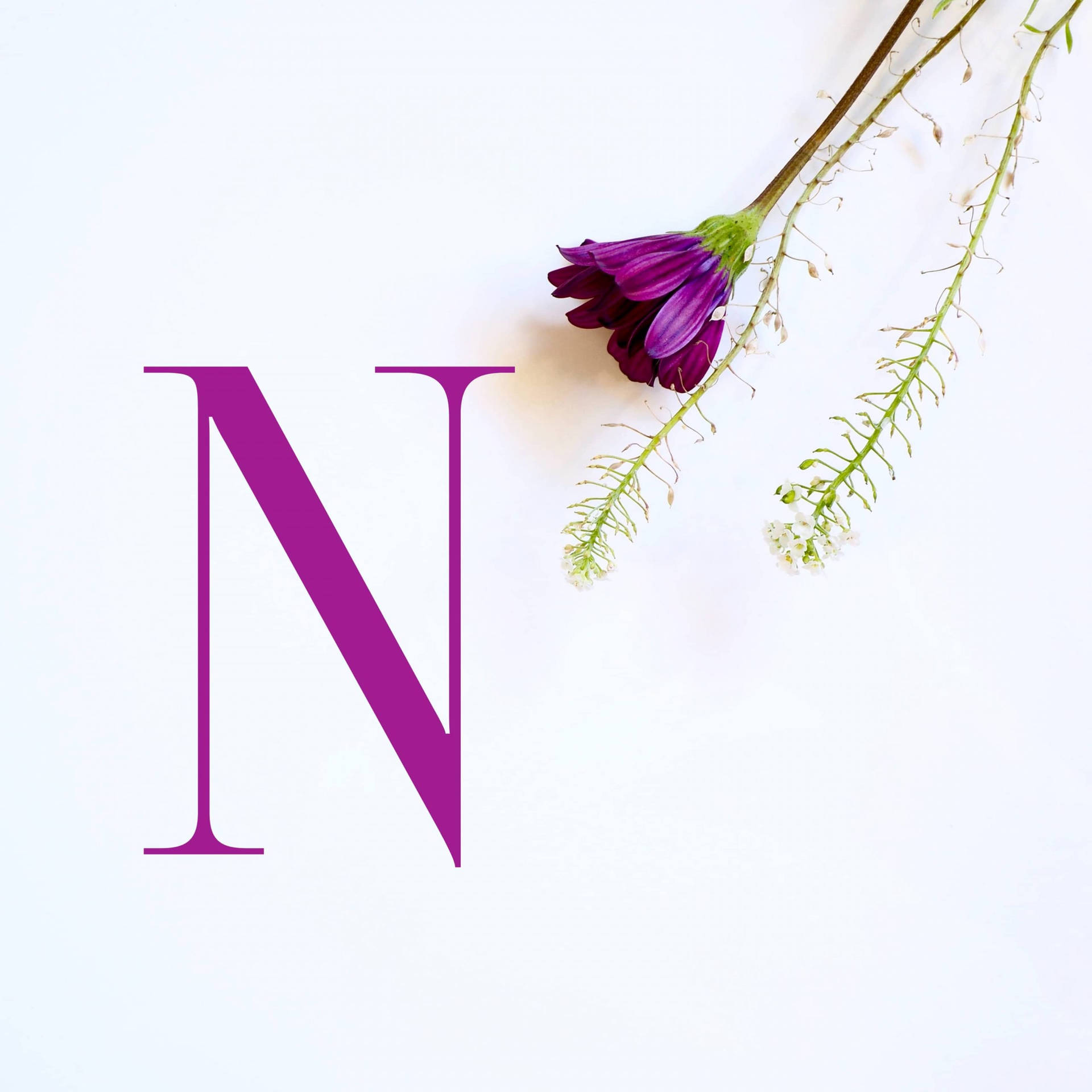 Letter N With Purple Flower Background