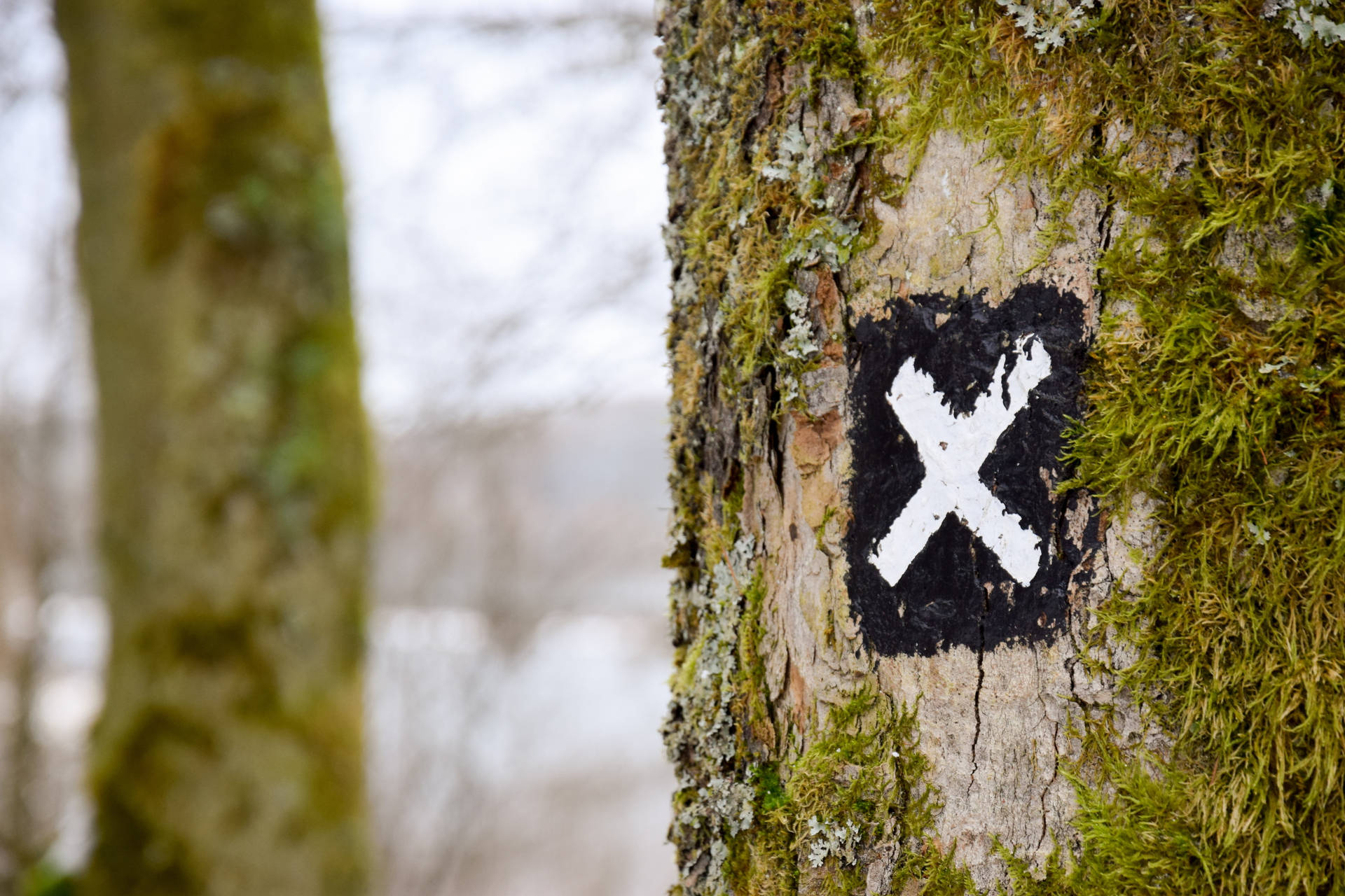 Letter X On Tree Trunk