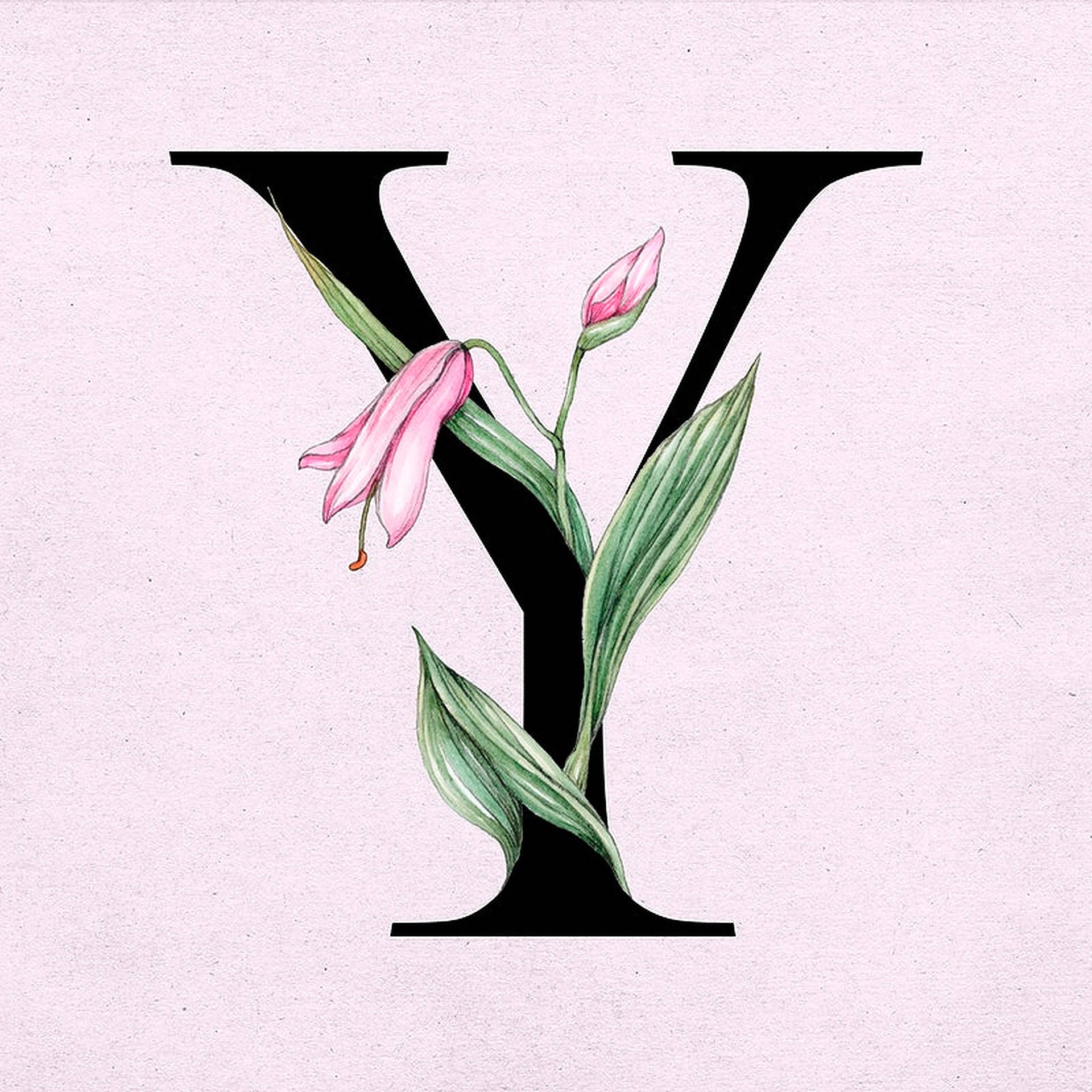 Letter Y Tulip Flower Background