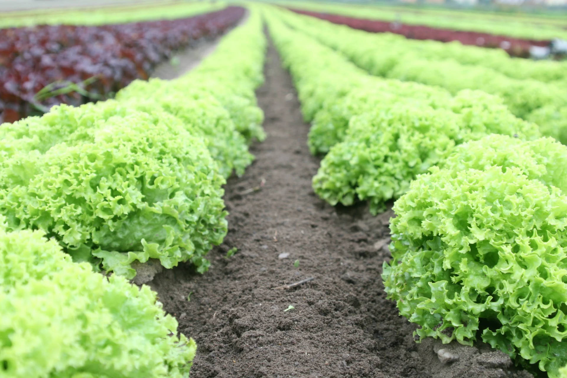 Lettuce Field Background