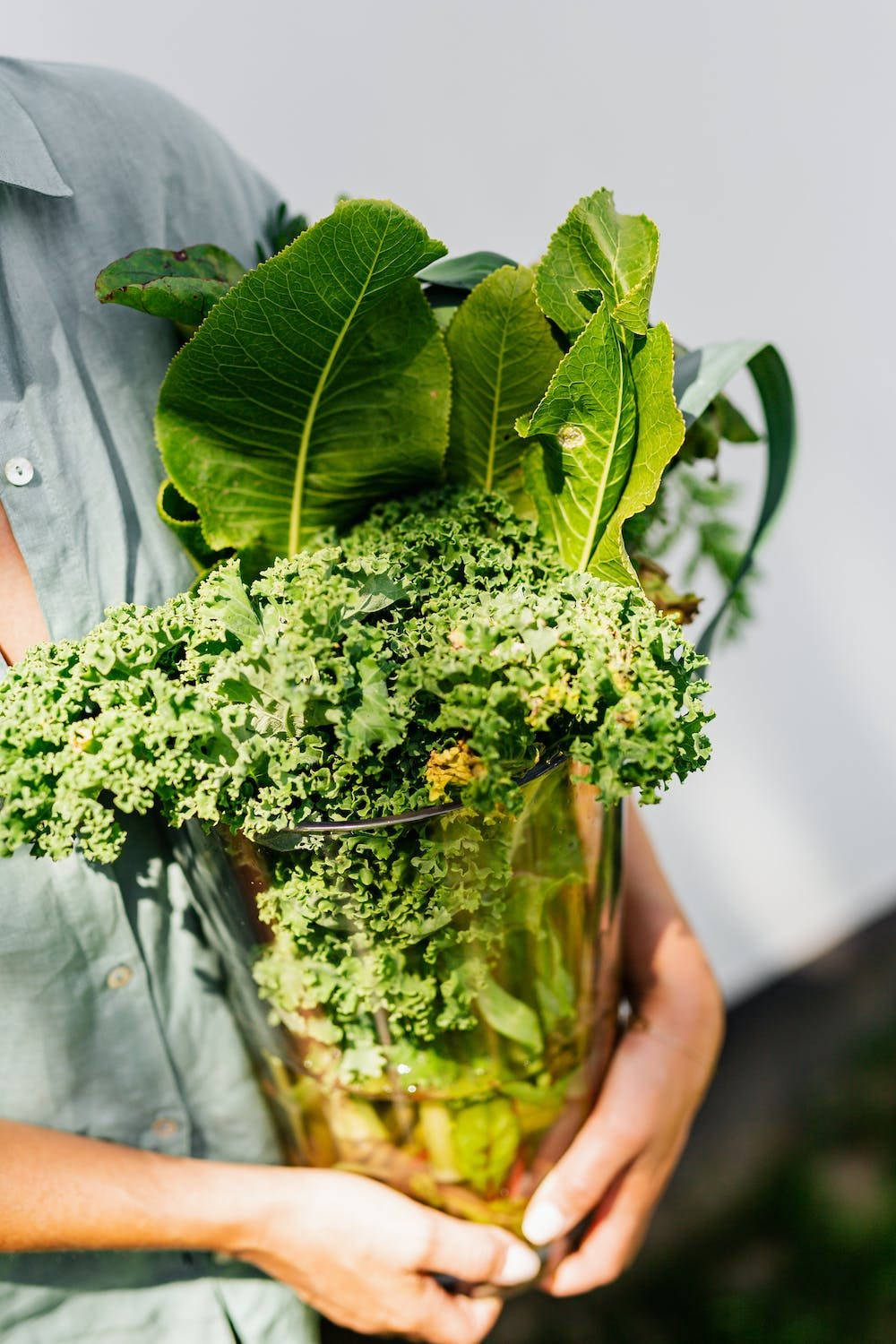 Lettuce On Vase Background