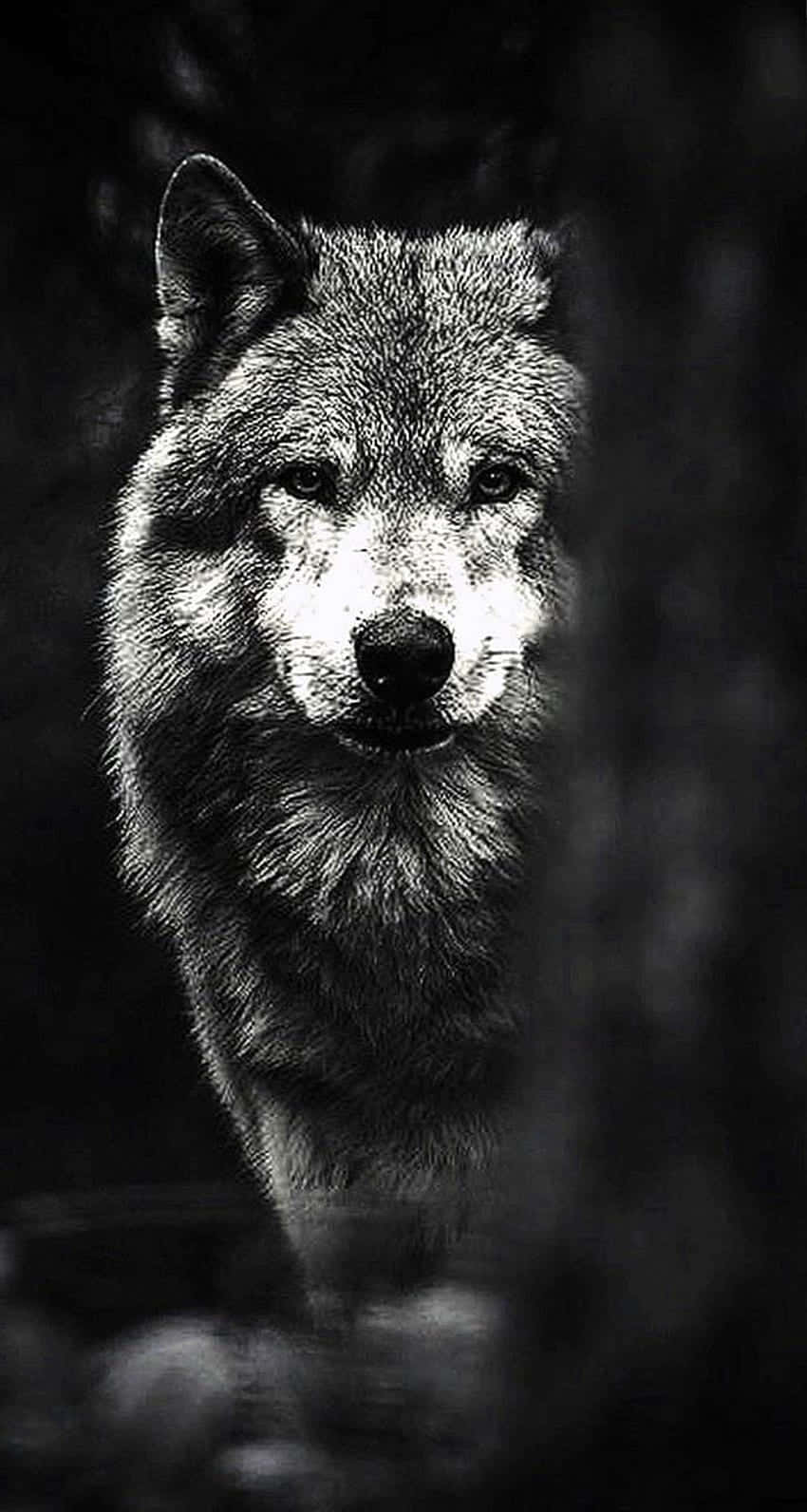 Level Up Your Mobile Experience With Wolf Phone Background