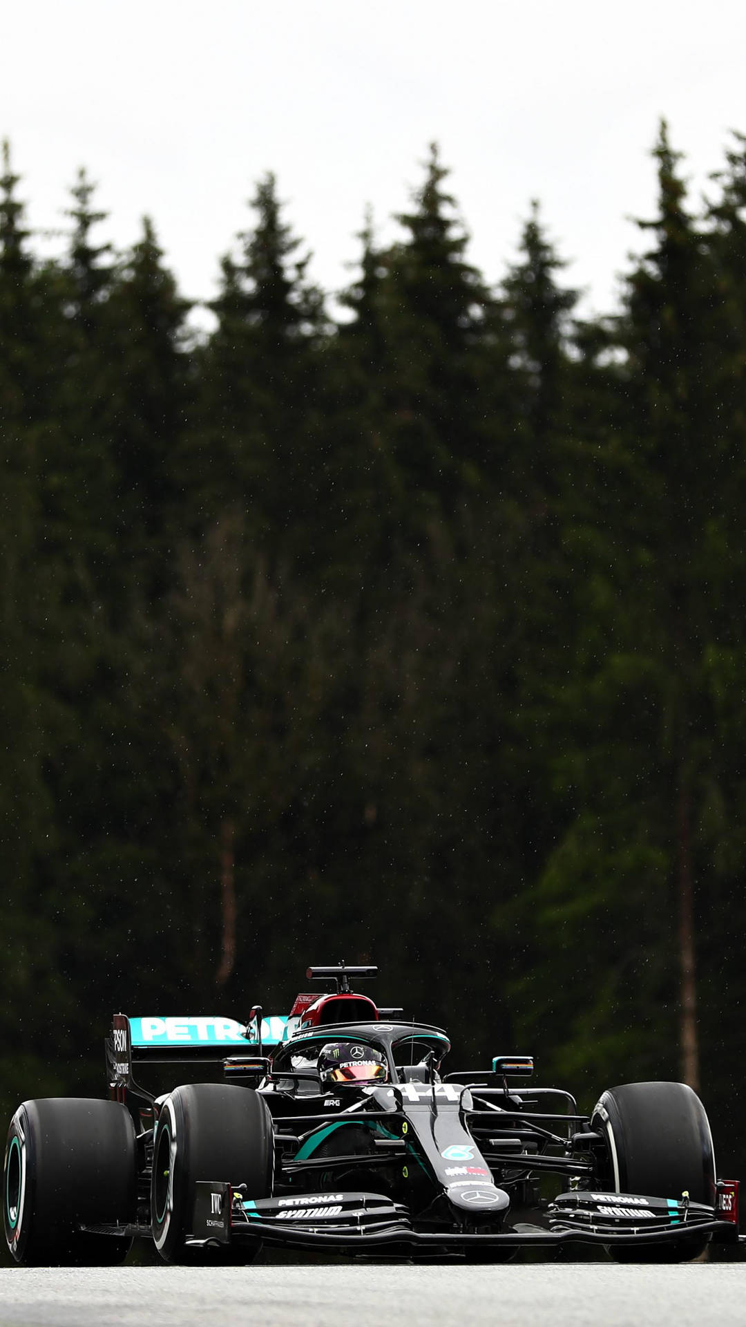 Lewis Hamilton Tall Pine Trees Background