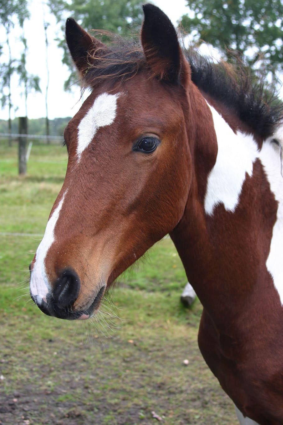 Lewitz Horse Foal Breed Portrait Background