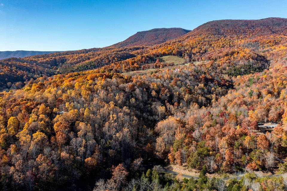 Lexington Autumn Trees Background