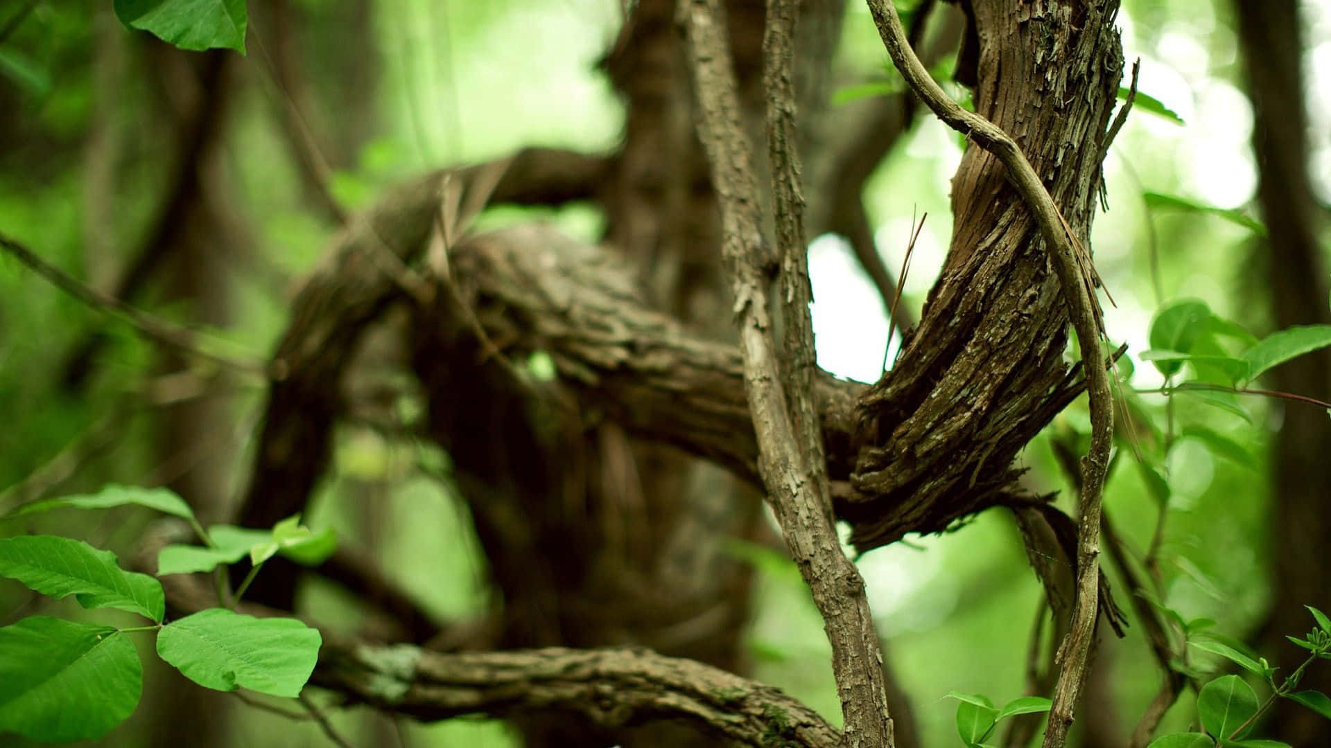 Liana Woody Vine Stretching Branches Background