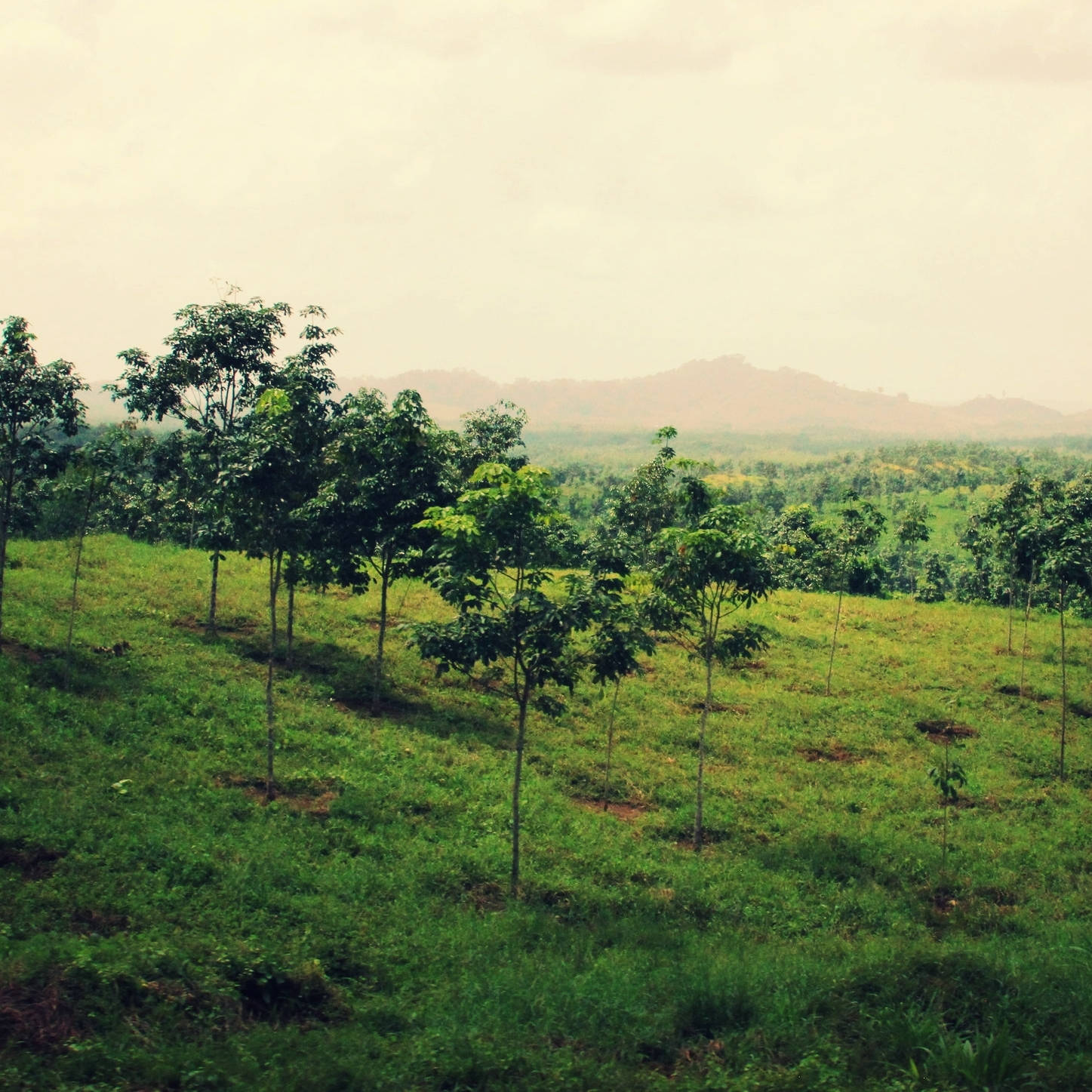Liberia Green Pasture
