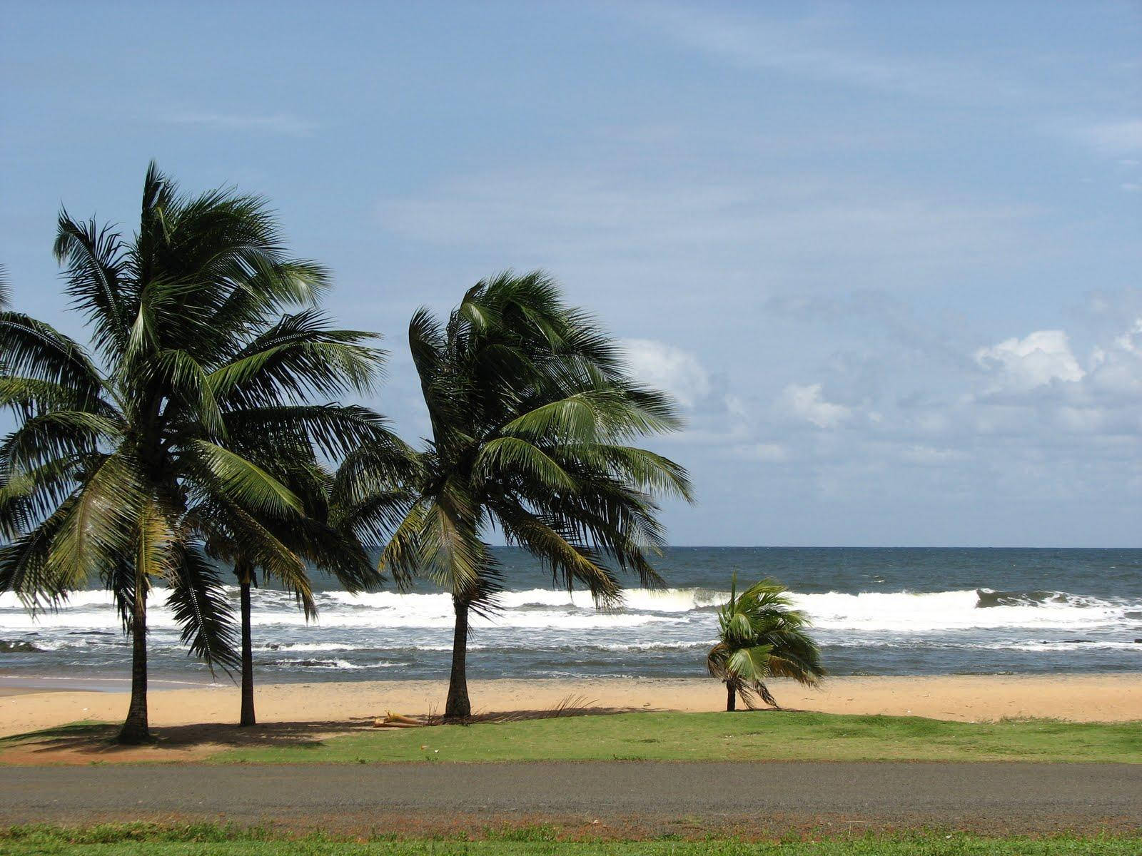 Liberia Palm Beach Background