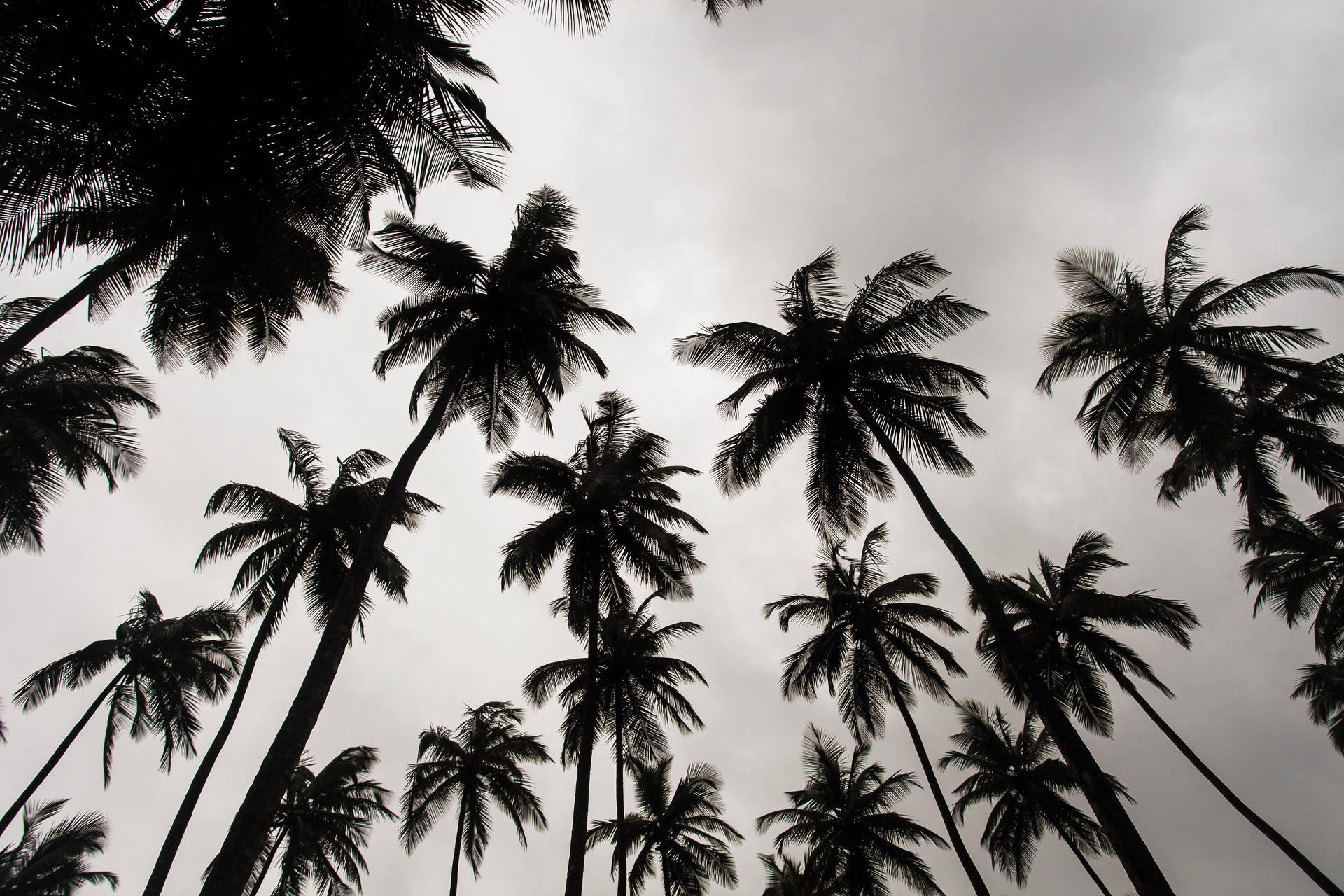 Liberia Palm Trees Background